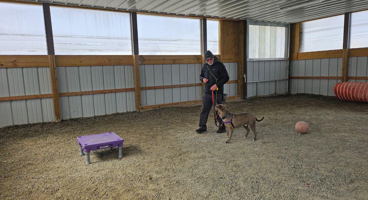 A shelter volunteer engages in behavioral training with a tan-colored dog in a large, enclosed training space.