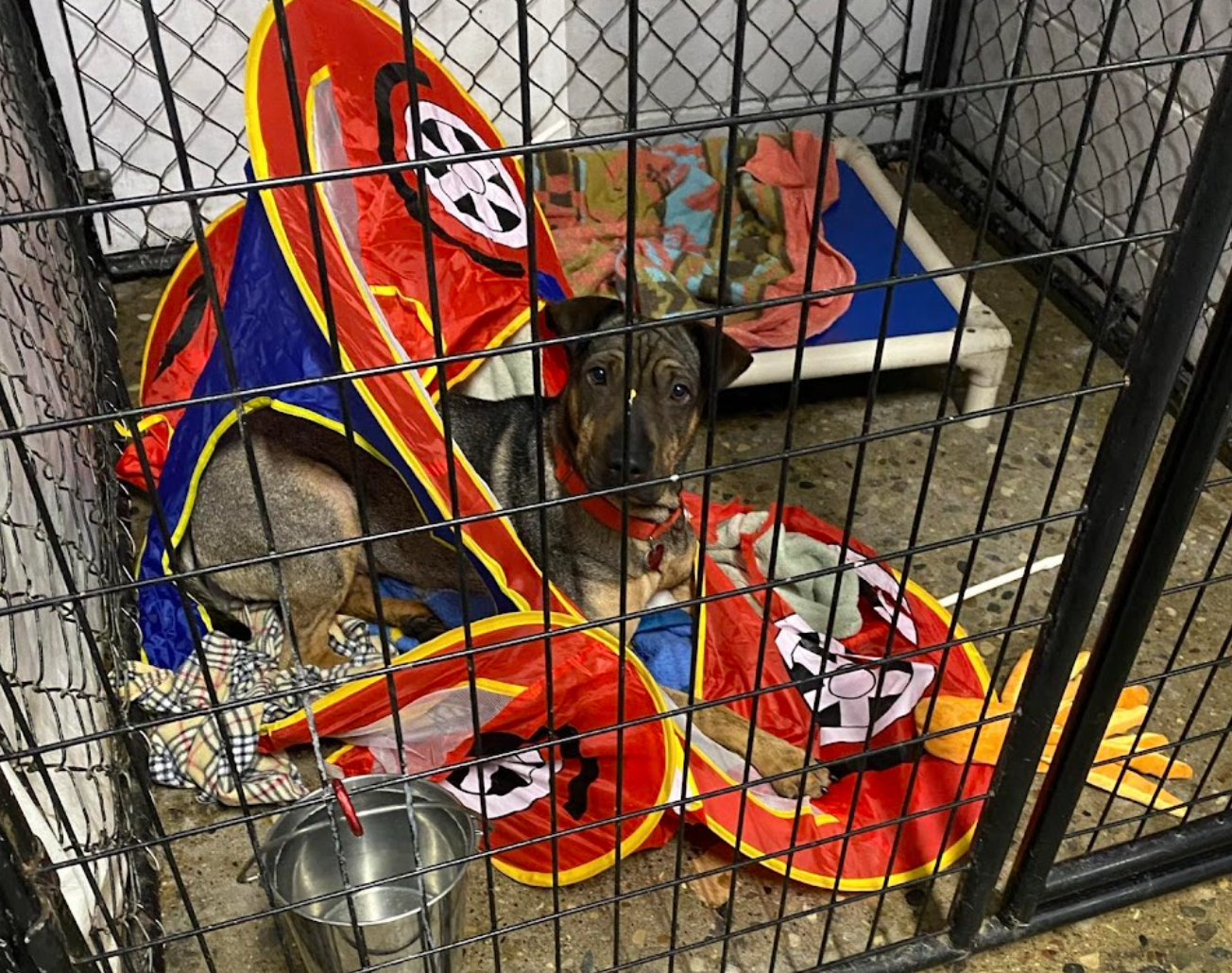 A brown dog lays inside of a pop-up kids' house inside of their kennel.