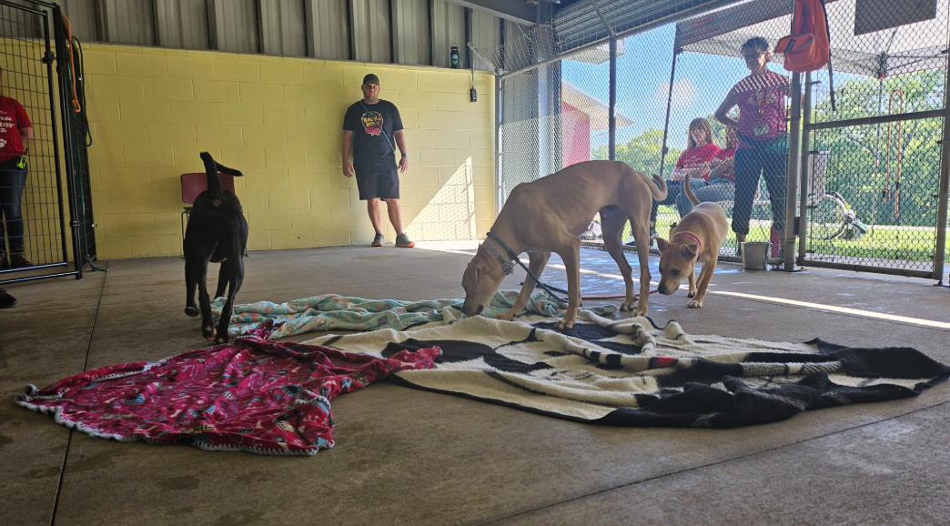 Three dogs (one black and two tan) run around in a covered, partially outdoor space that is fenced in.