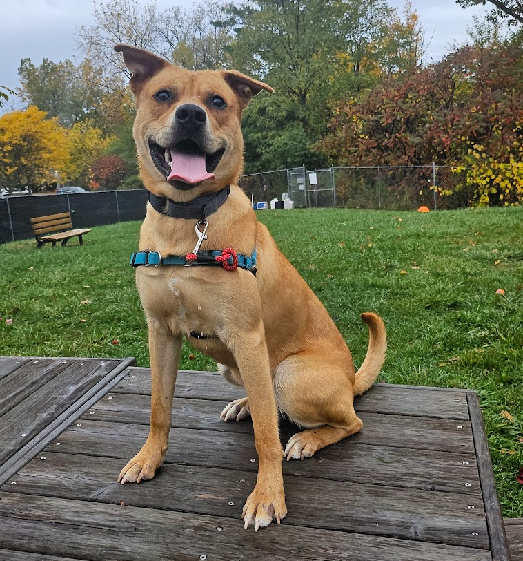 A tan dog wearing a blue-and-red harness sits on a table in a fenced-in grassy area.