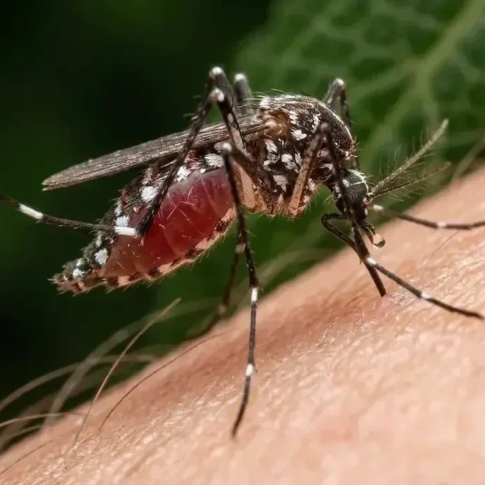 Mücke saugt Blut an menschlicher Haut.