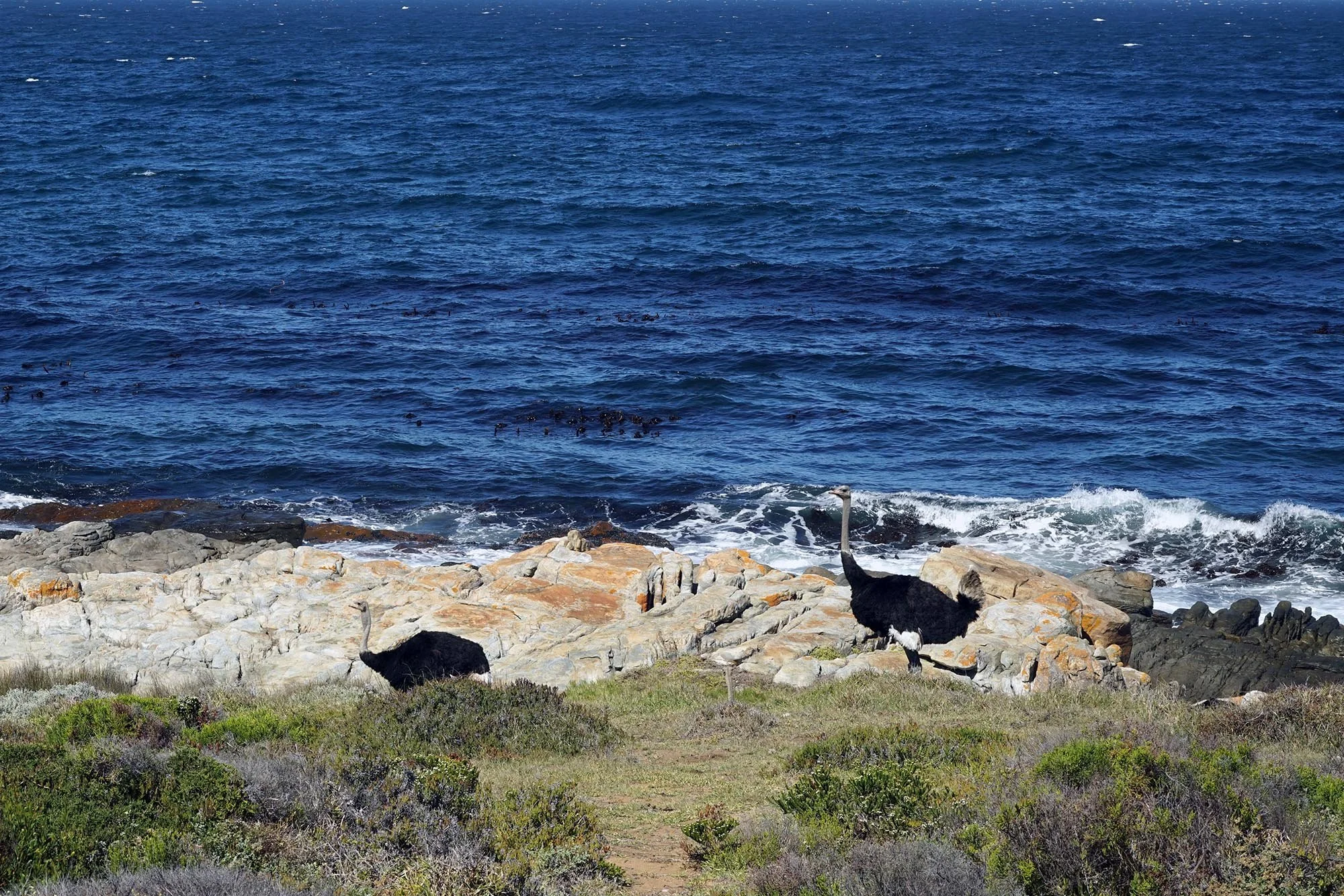 CapeofGH_11_2000.jpg