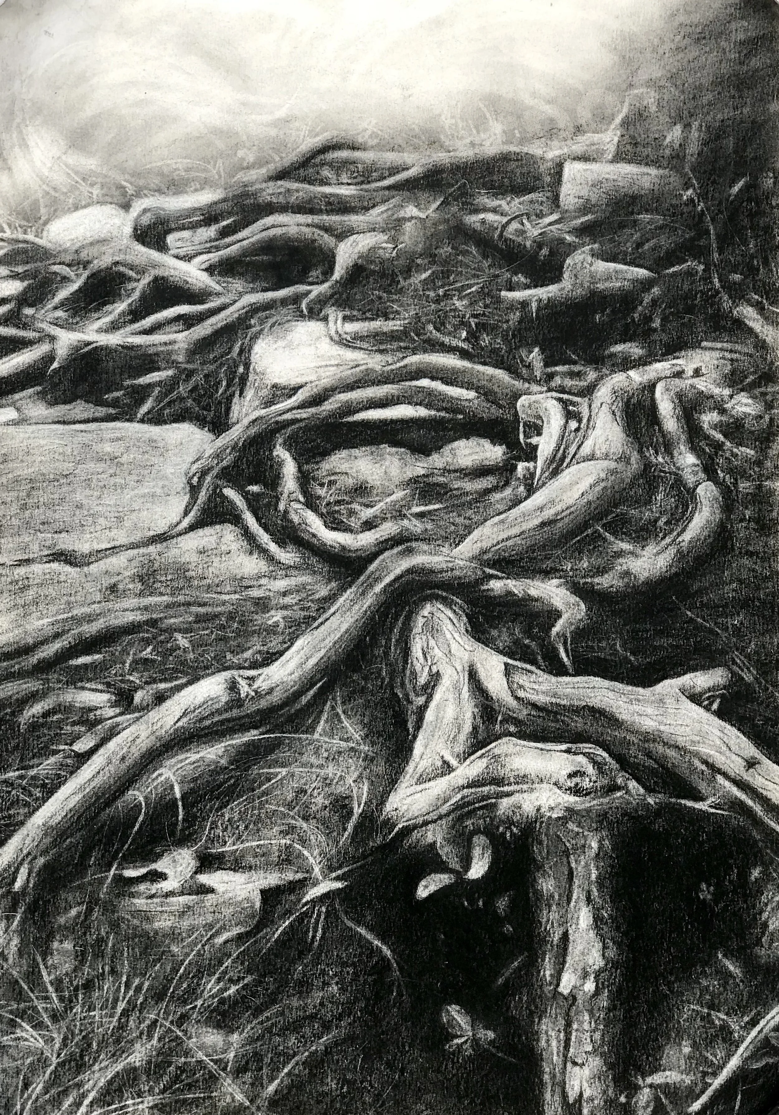 S_Diers_Root.jpg