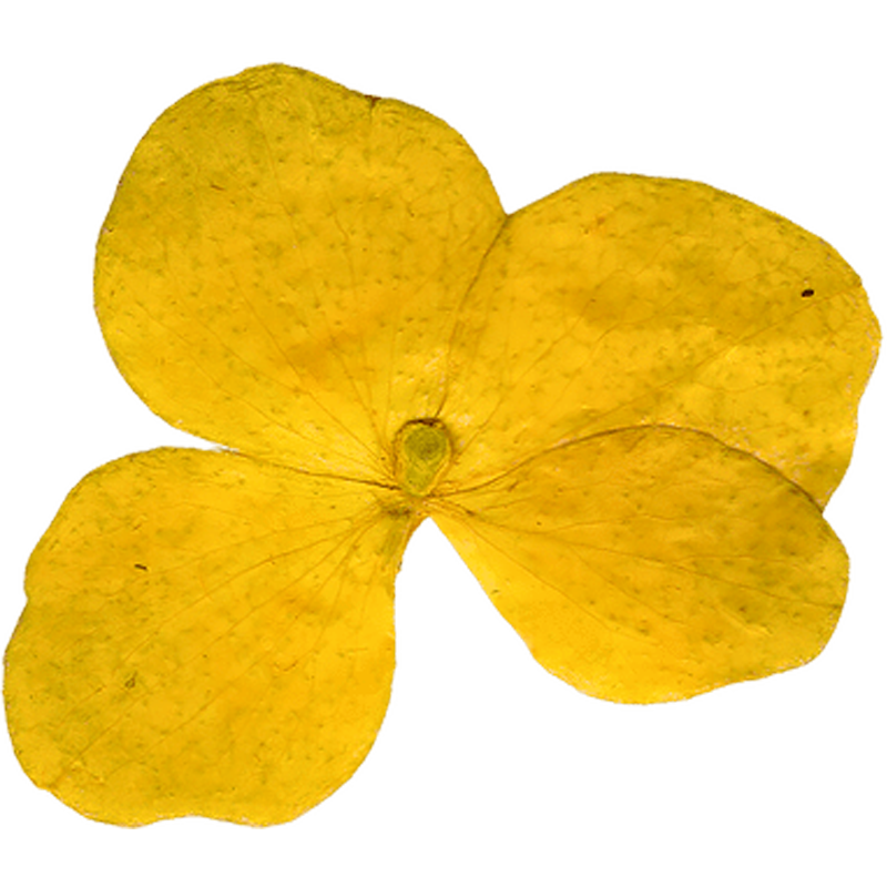 Close-up of four large yellow leaves with visible veins, overlapping each other.