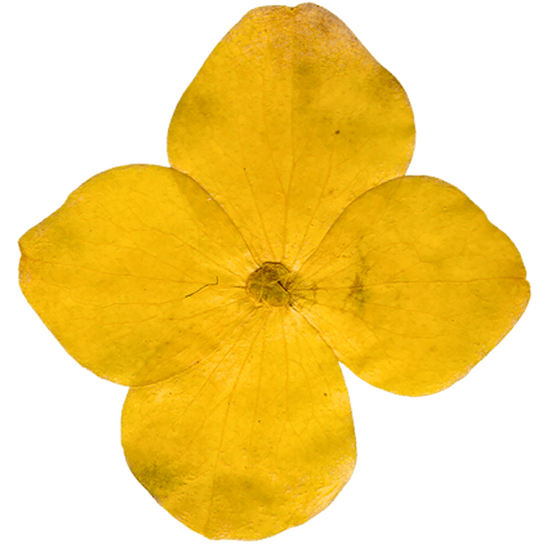 Close-up of a yellow flower with four petals and visible veins.