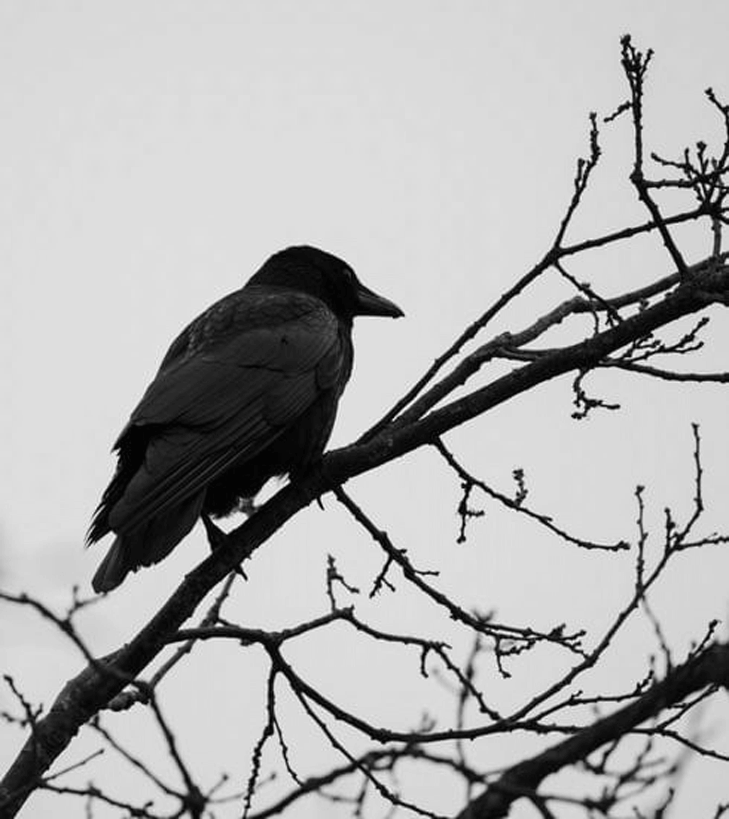 Black bird perched on a leafless tree branch against a gray sky