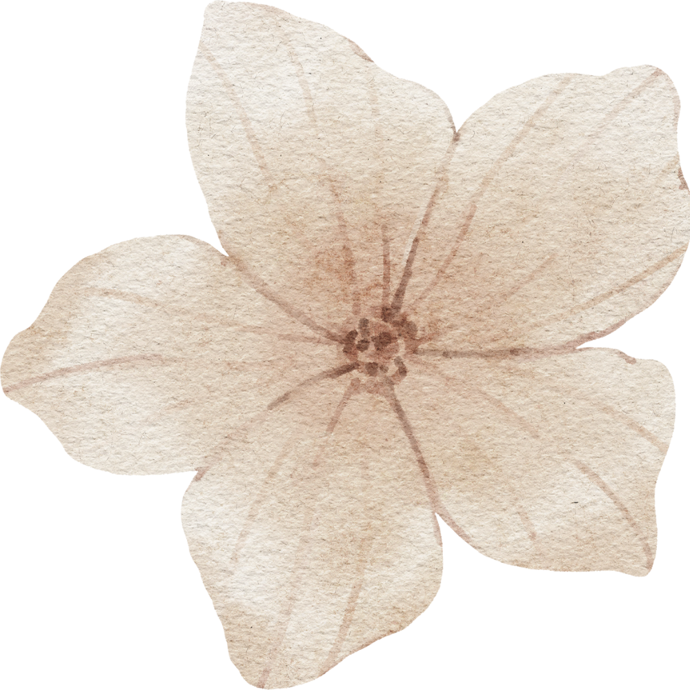 A dried, light-colored flower with five petals and visible veins, likely a hydrangea bloom.