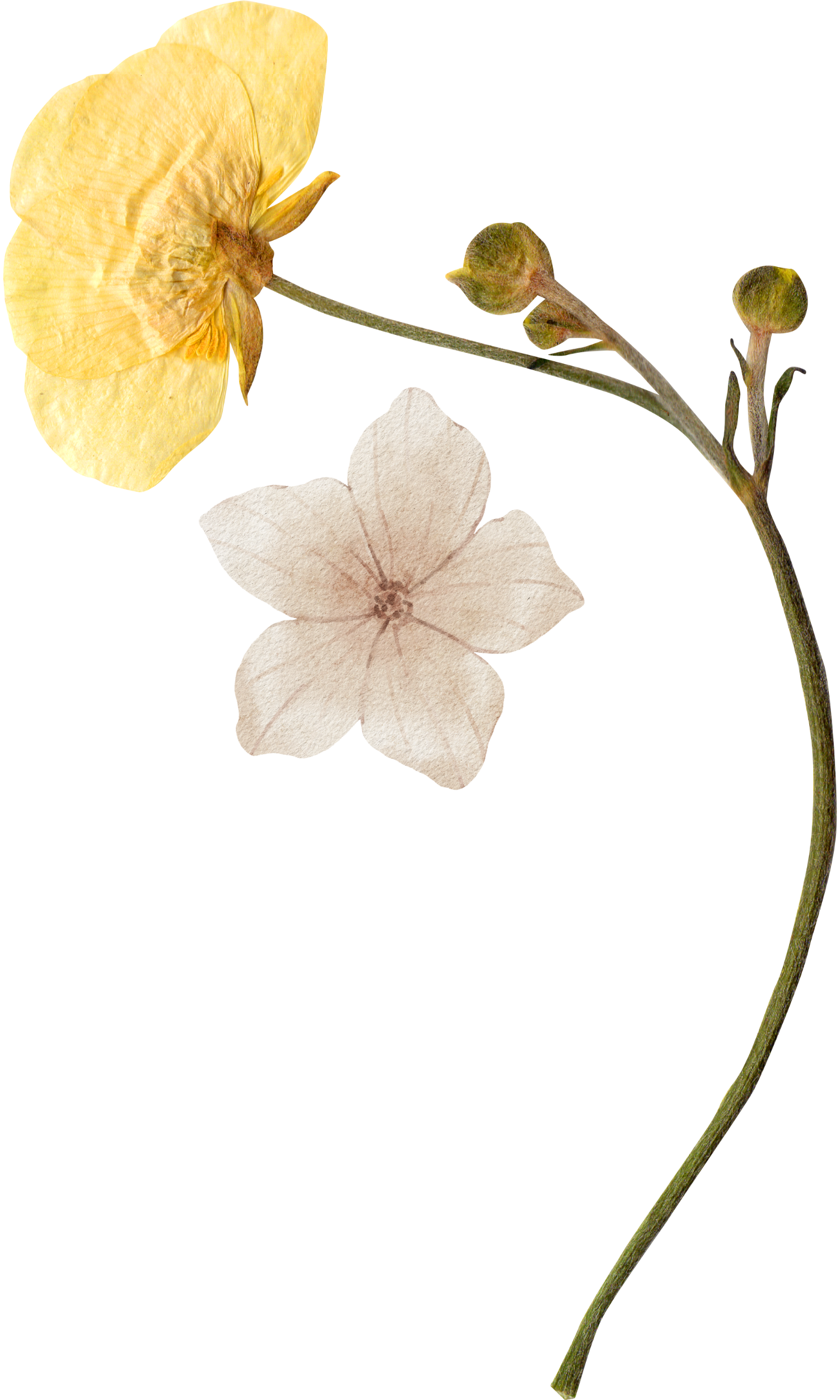 A yellow flowering plant with a single open bloom and a white flower bloom, along with three small buds on a curved stem.