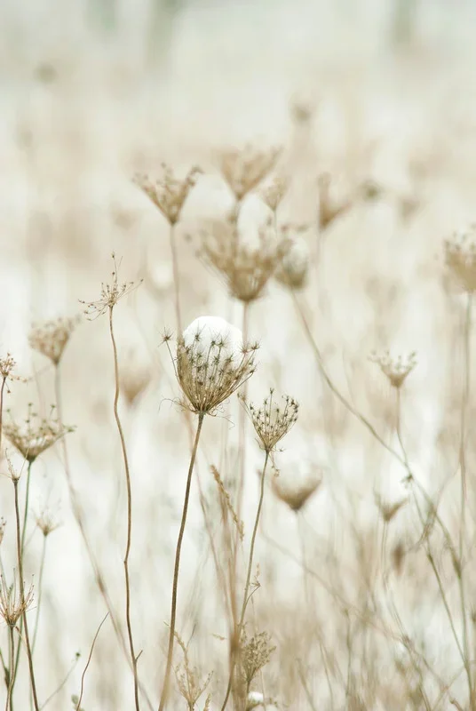Dry, delicate wildflowers with a cotton boll among them, in soft focus with neutral, muted tones.