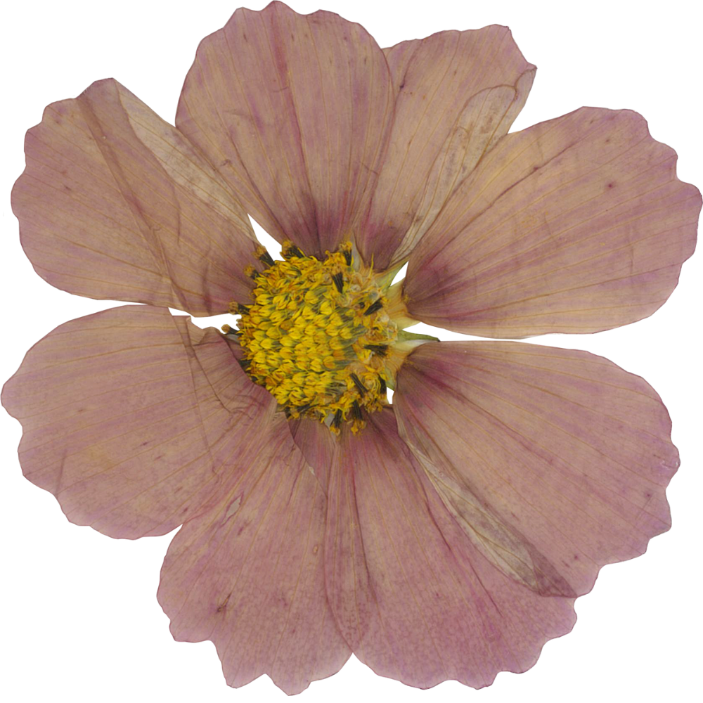 A pink flower with large petals and a yellow center.