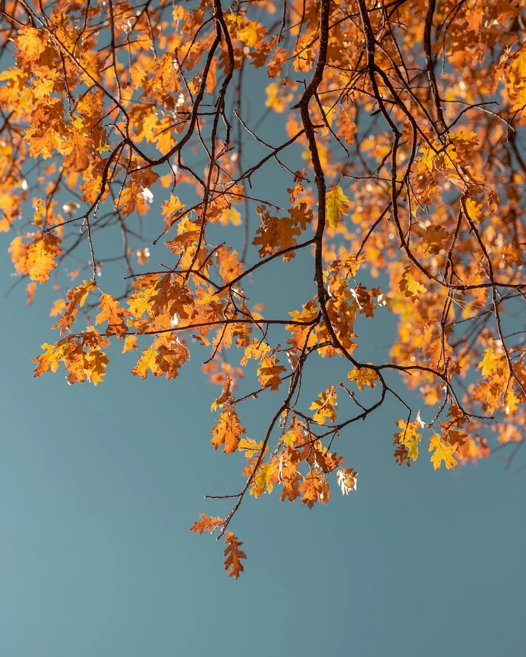 Tree branches with orange and yellow autumn leaves against a clear blue sky.