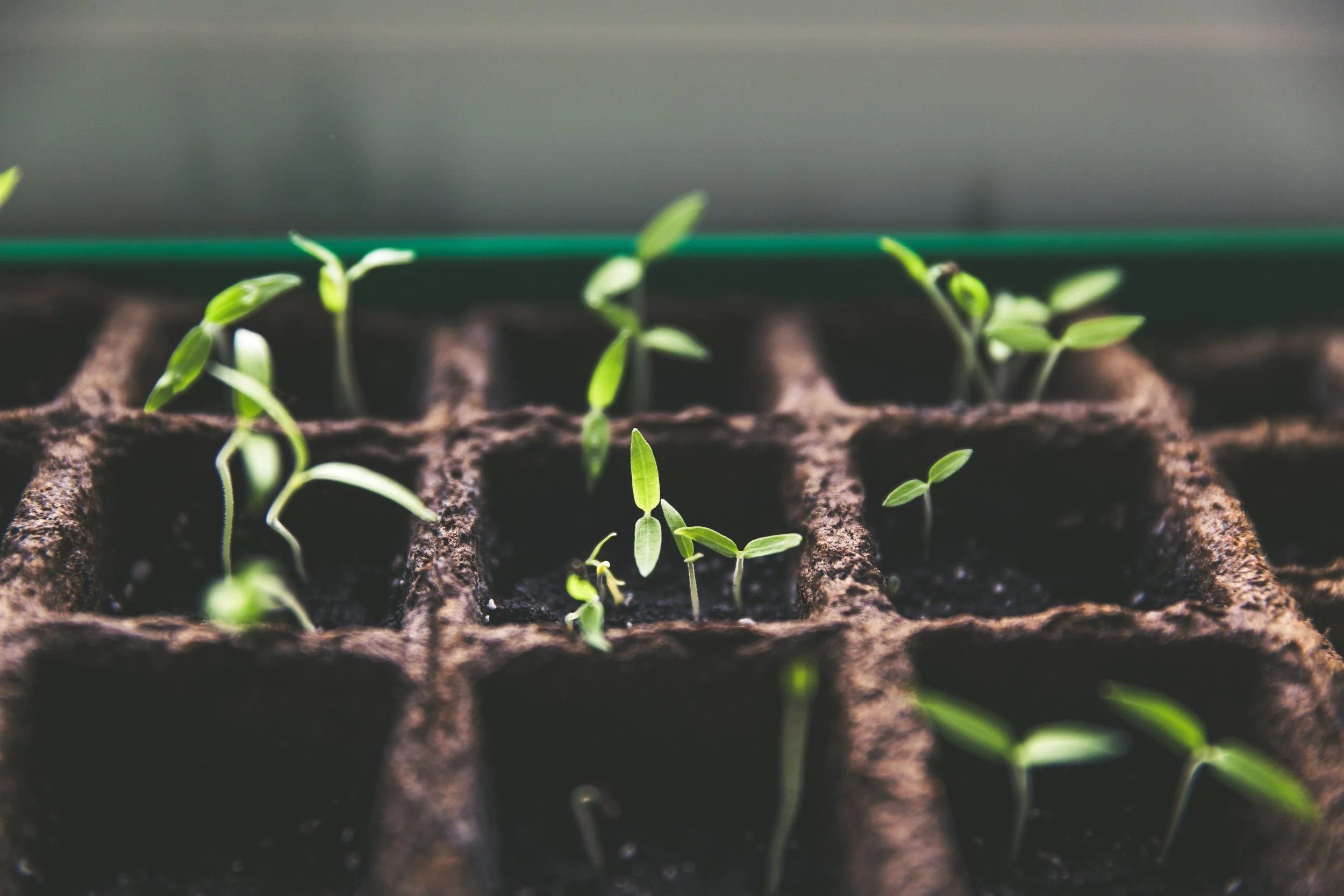 Young green seedlings sprouting in a brown seed tray with individual compartments filled with dark soil.