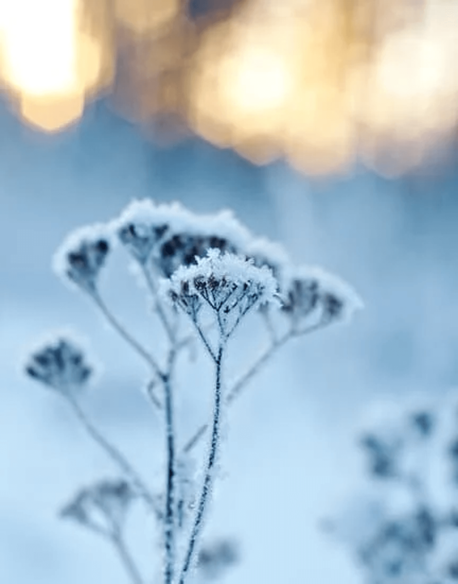 Close-up of dried flowers covered in snow, with blurred background of warm light.
