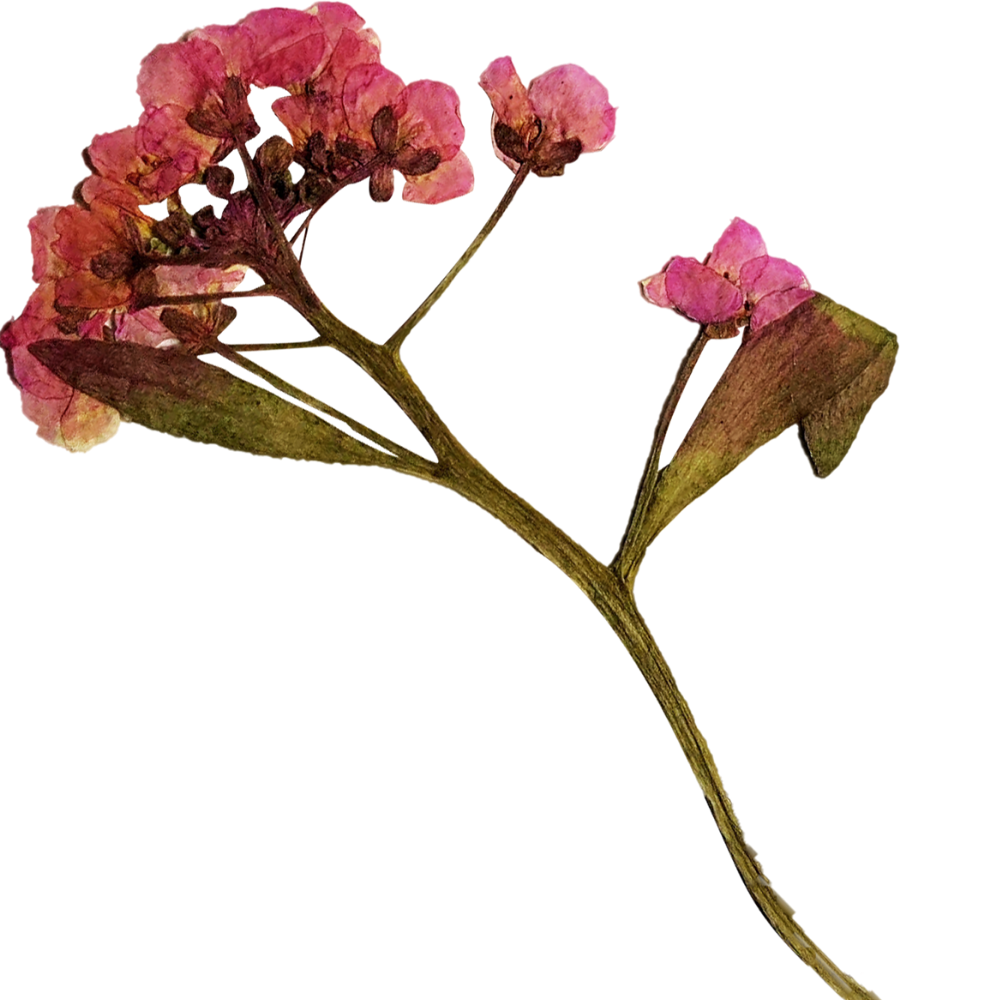A dried pink flower with green leaves and a brown stem.