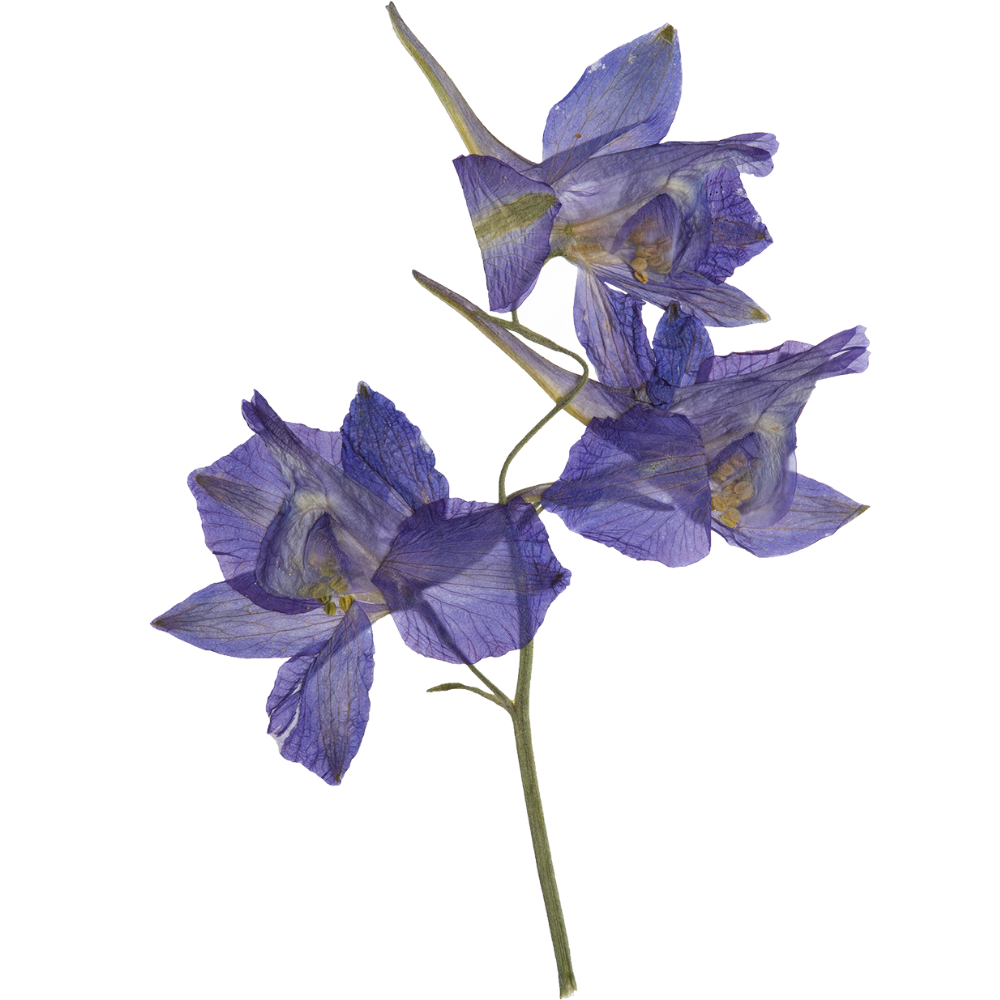 Purple flower with delicate petals and a green stem.