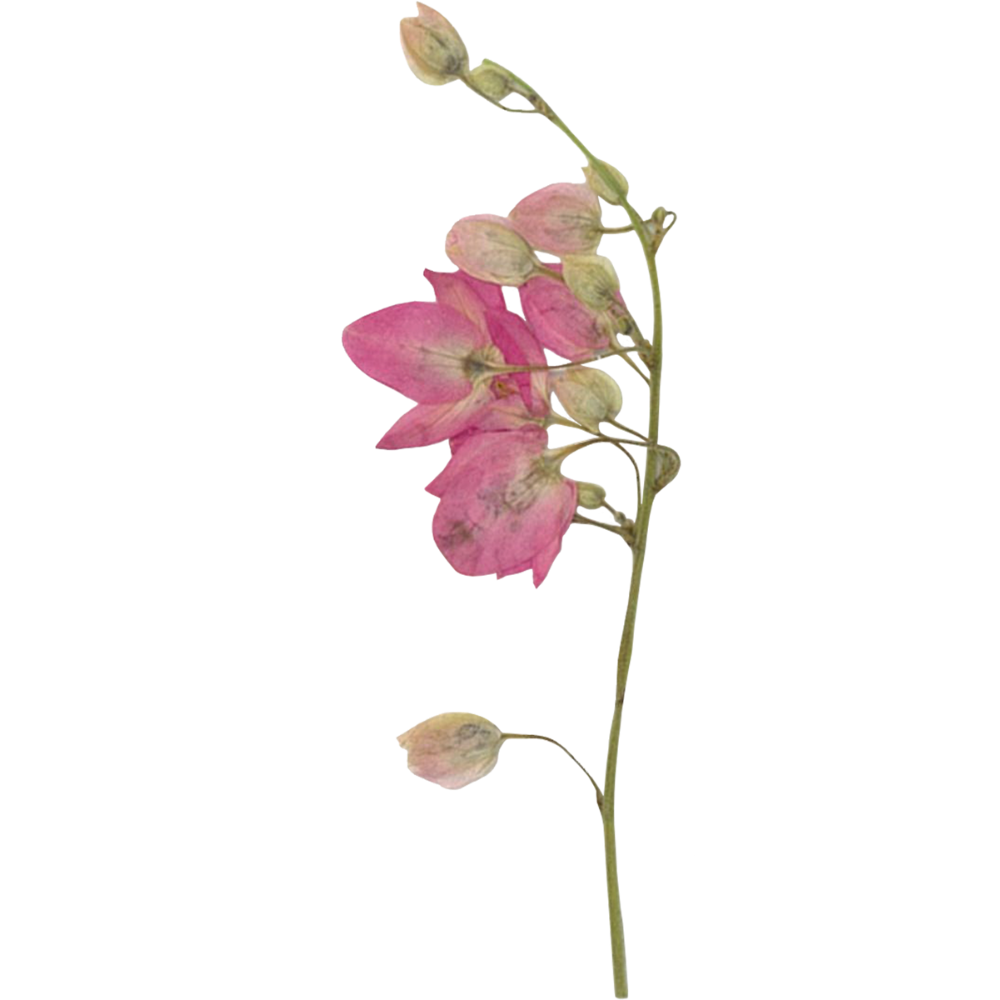 Pink and white flowers on a green stem with buds, set against a background with black and pink sections.