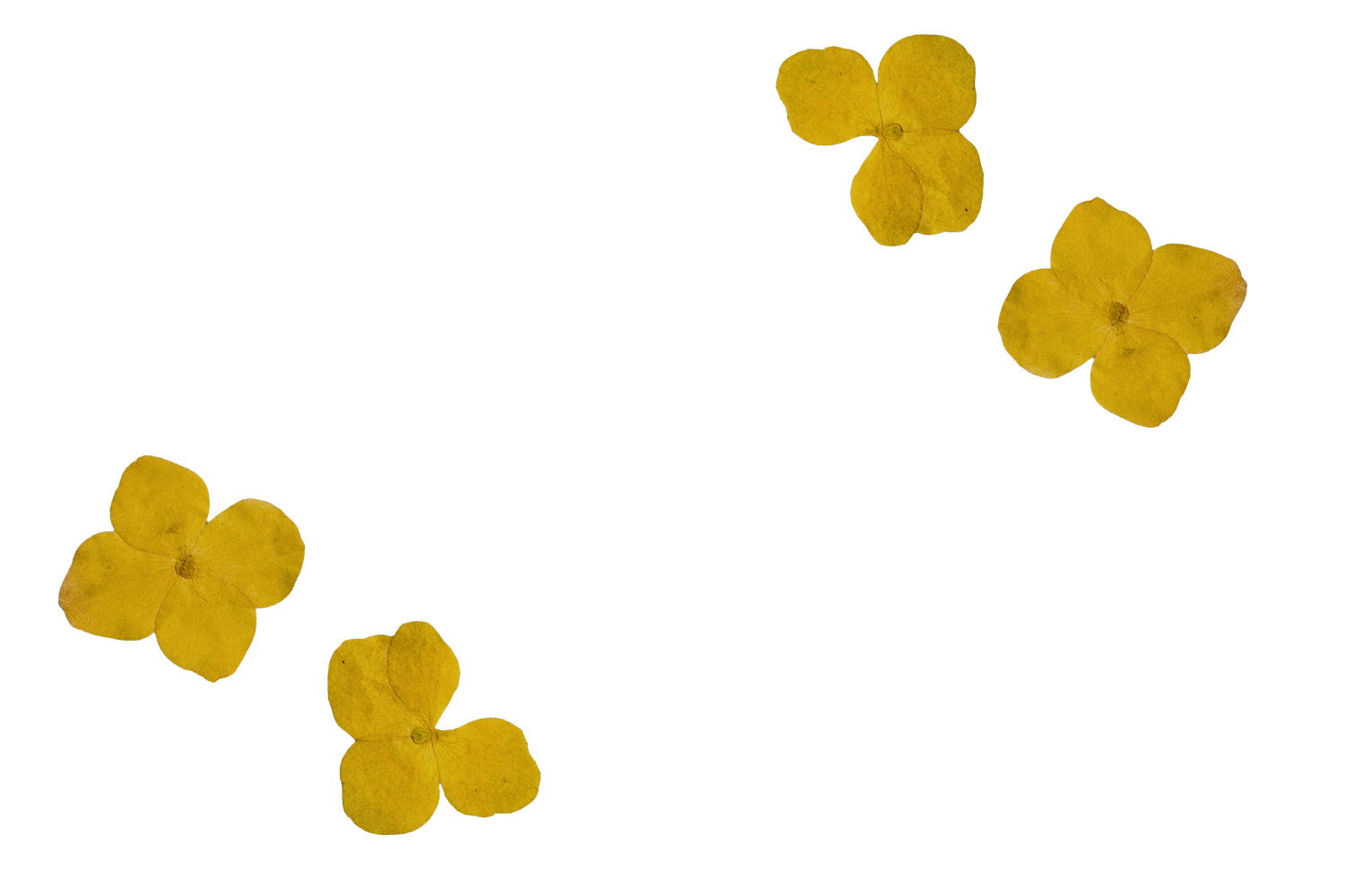 Yellow flowers arranged around a horizontal beige border placed at the bottom of the image.