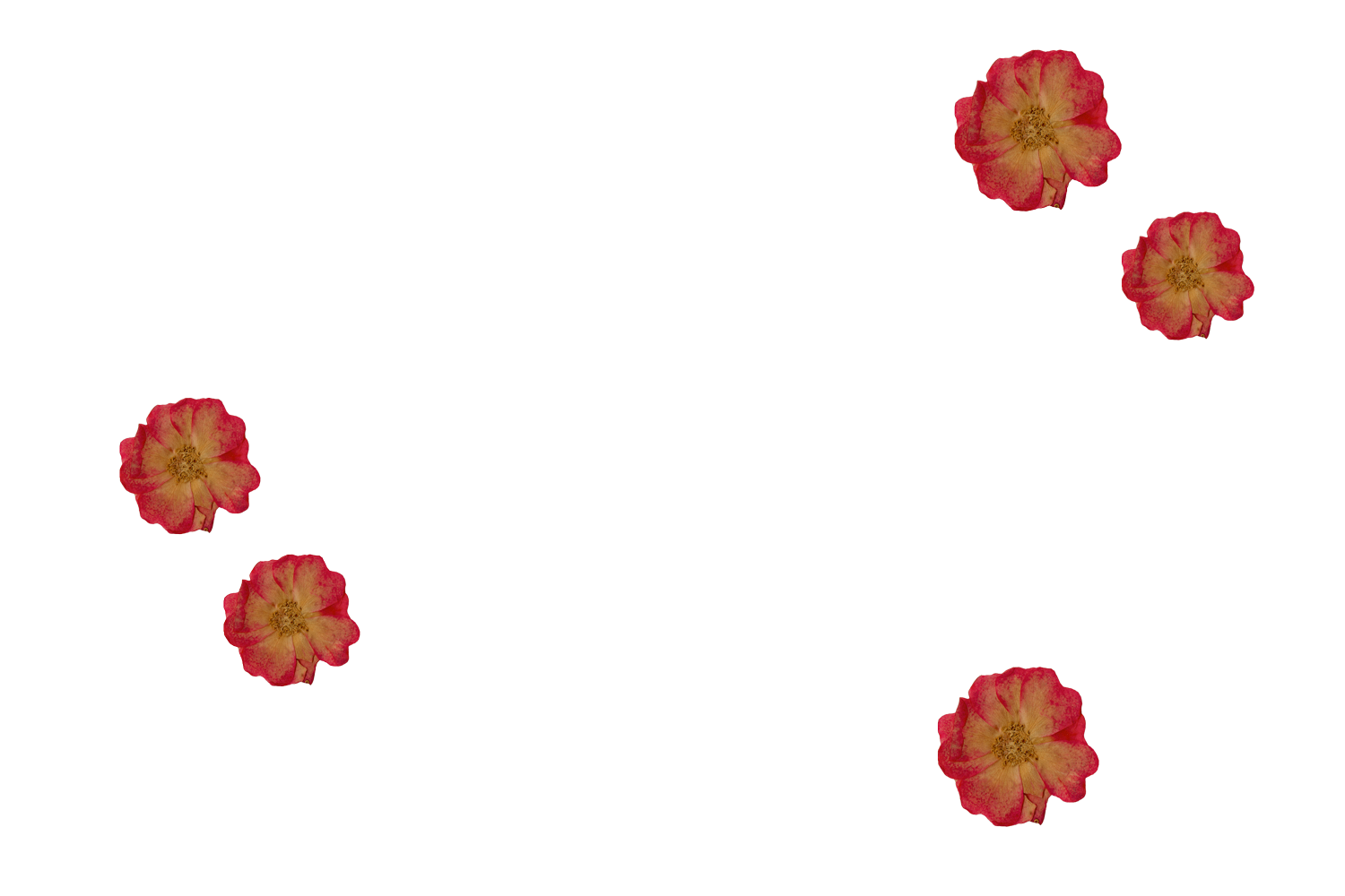 A floral design featuring red and yellow flowers arranged along horizontal red lines on a transparent background.