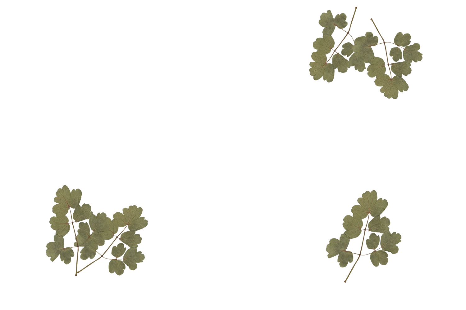 Four groups of green leaves at each corner of a white background