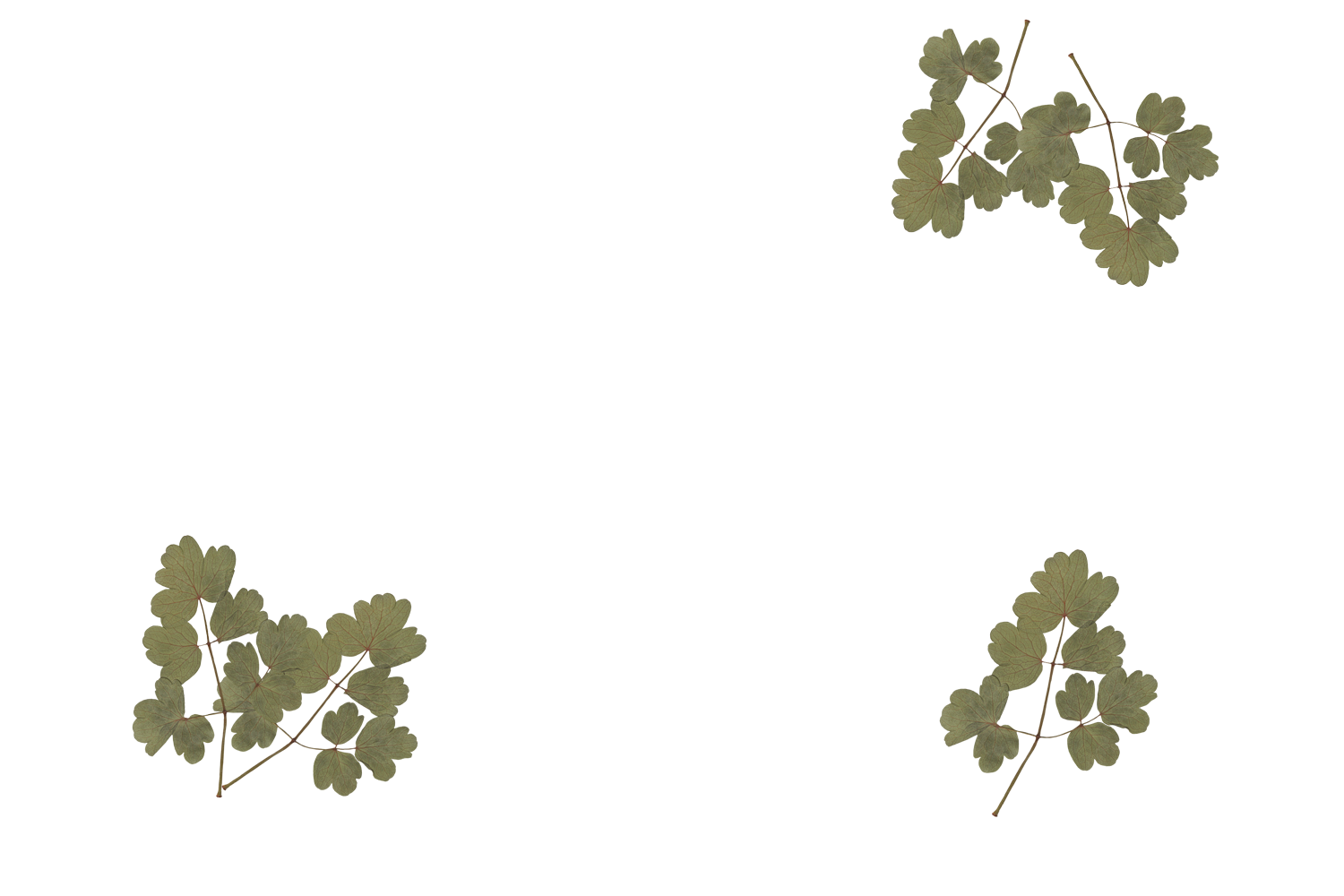 Four clusters of green leaves with small, rounded leaflets connected by thin stems, arranged diagonally on a black background.