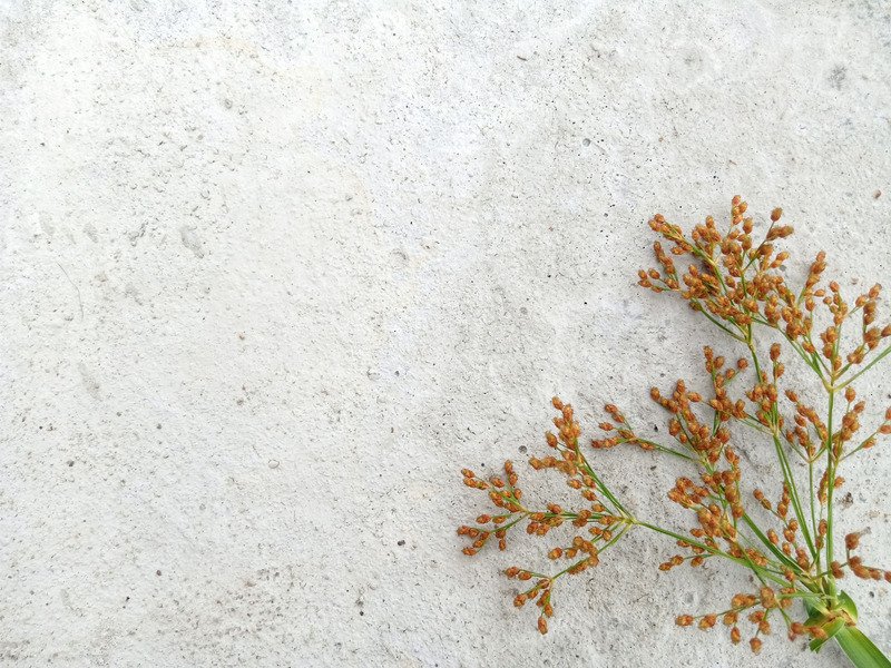 A sprig of dried orange-brown flowers on a light textured surface.