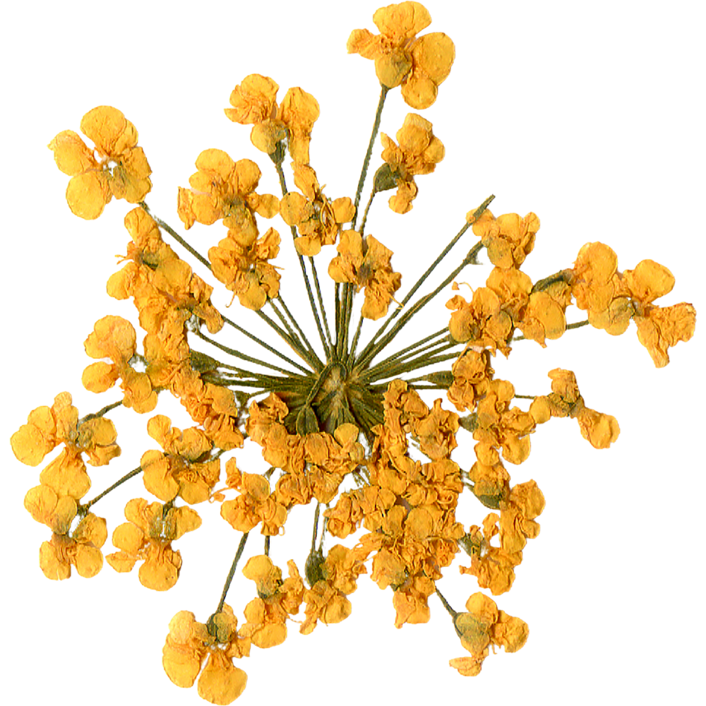 A cluster of yellow flowers with green stems and no leaves.