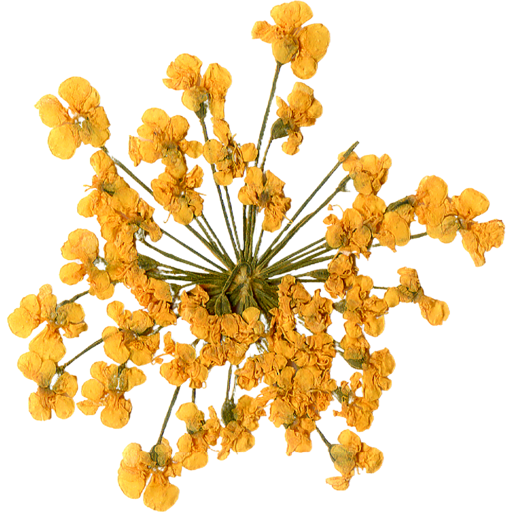 Dried yellow flowers arranged in a bouquet.