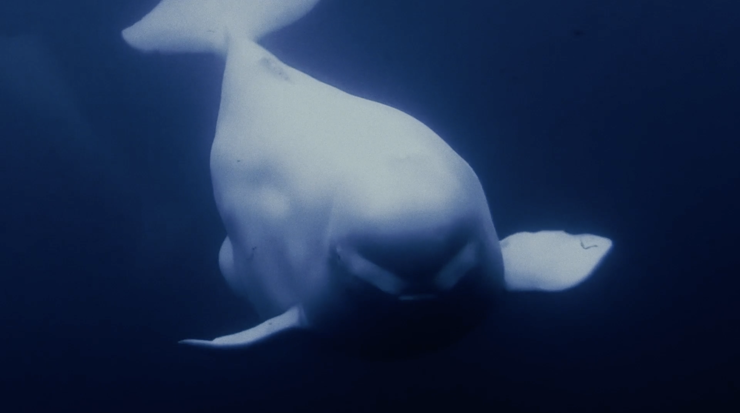 Conscious-Mystic-Beluga-Arctic.png