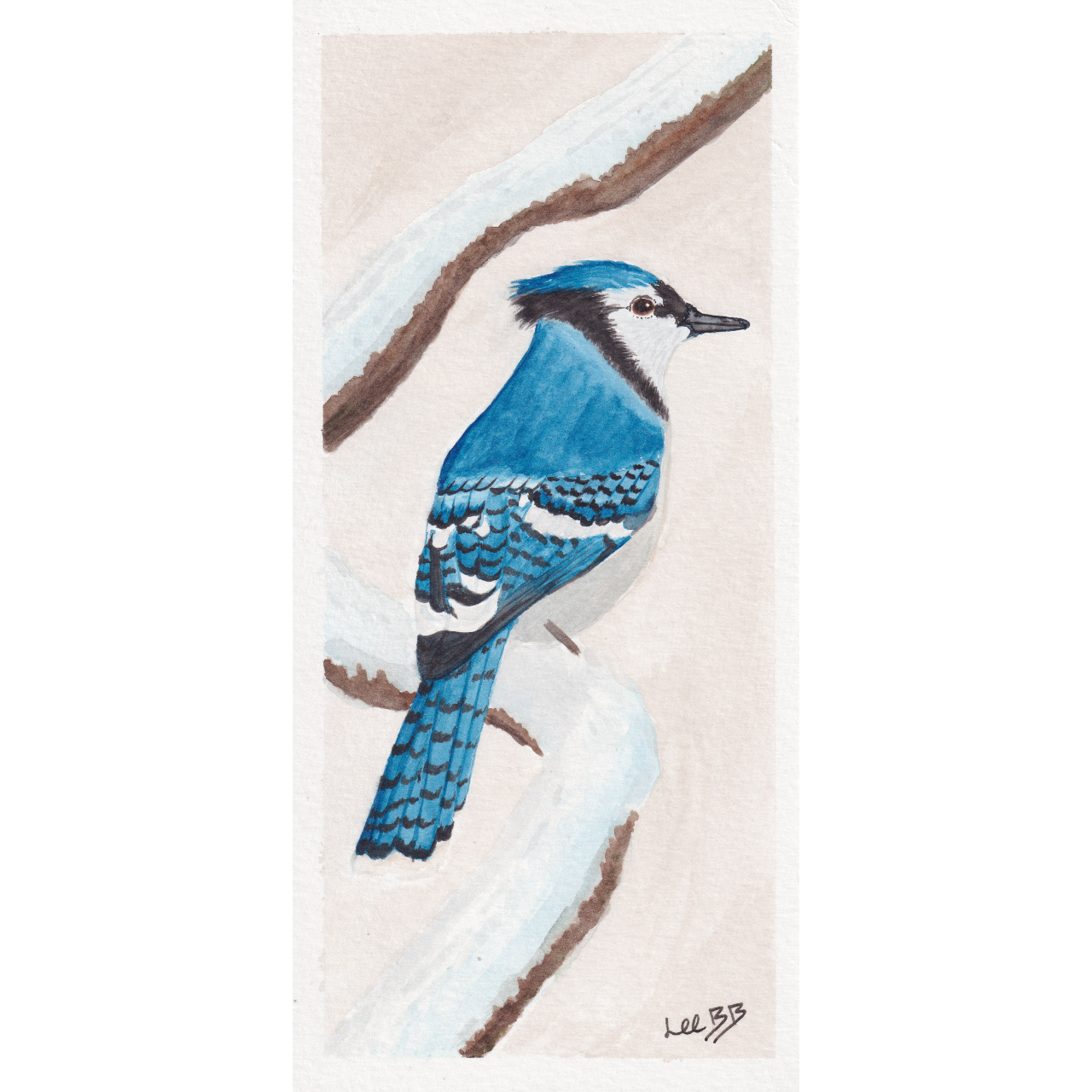 Blue Jay (Original)