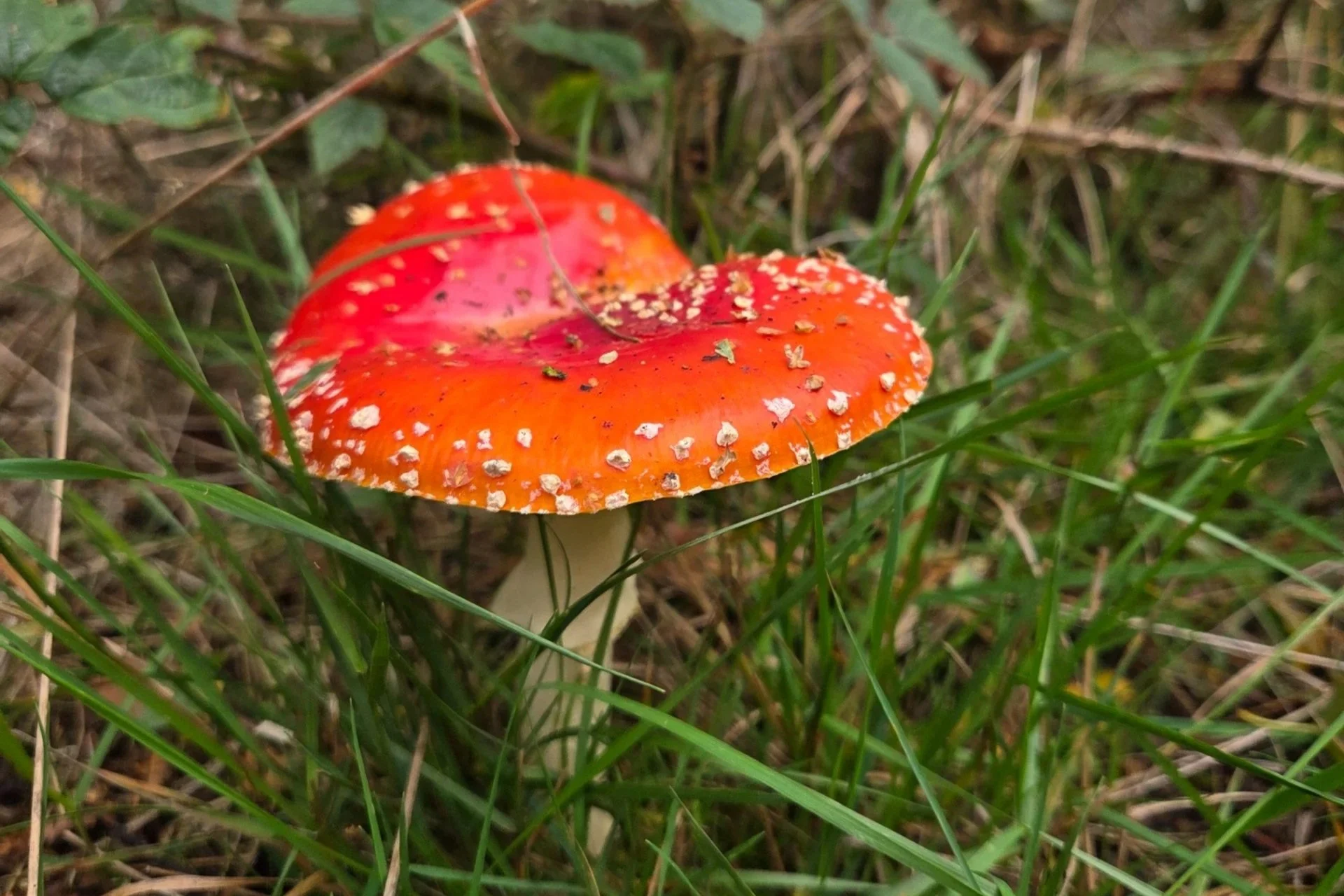 Red-and-white mushroom growing amongst woodland grass on Cannock Chase