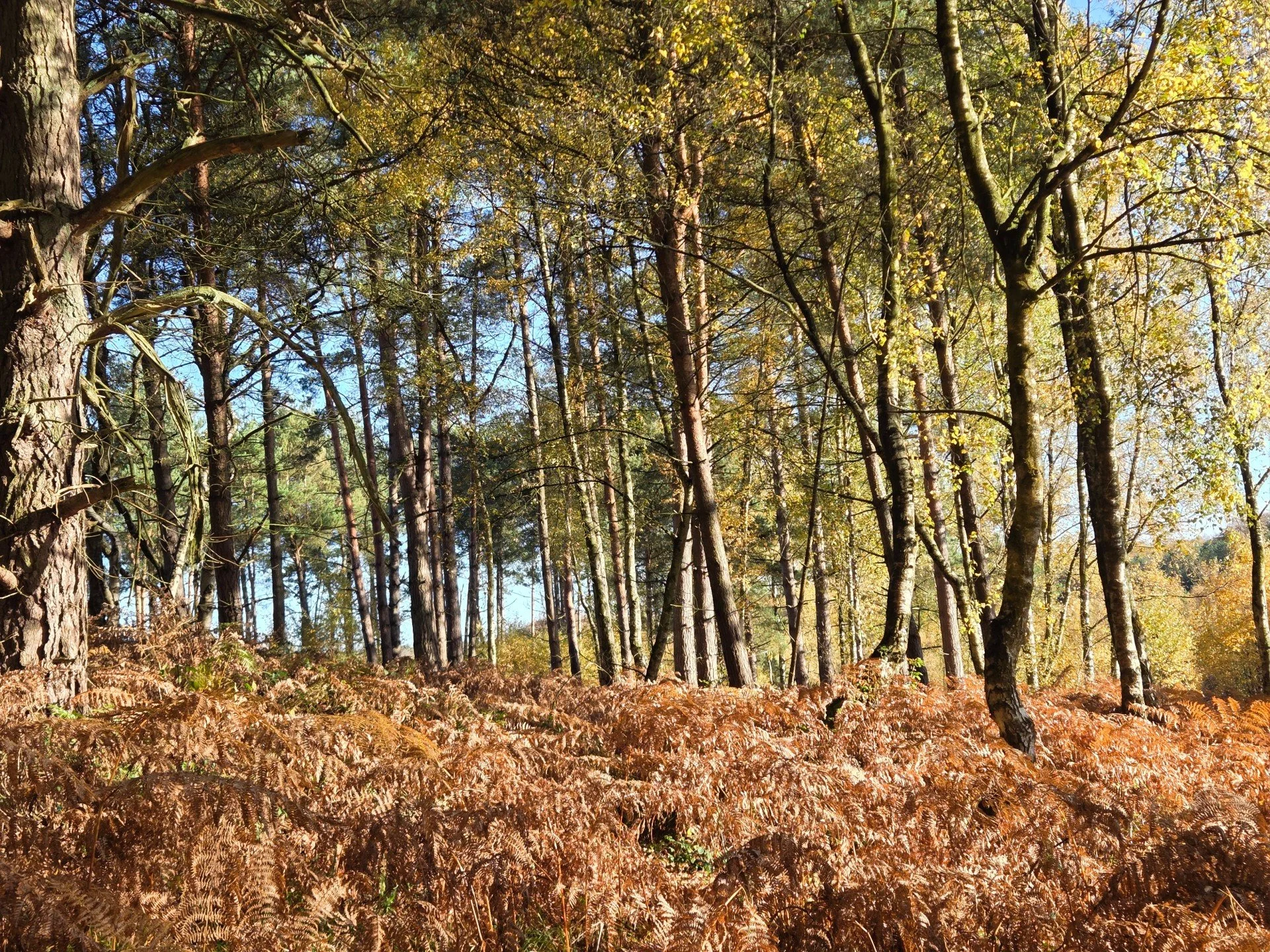 Autumn sunshine illuminating woodland trees and copper-coloured bracken on Cannock Chase