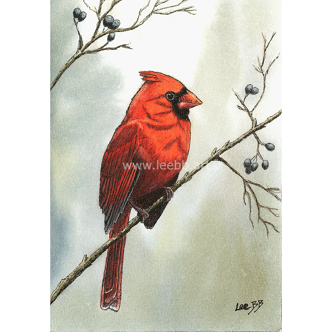 Red Cardinal - Winter Foraging