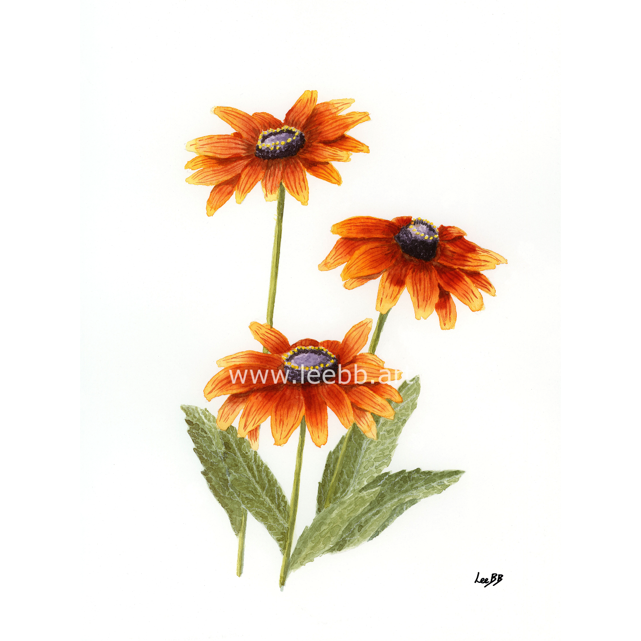 Rudbeckia - Web WM.png
