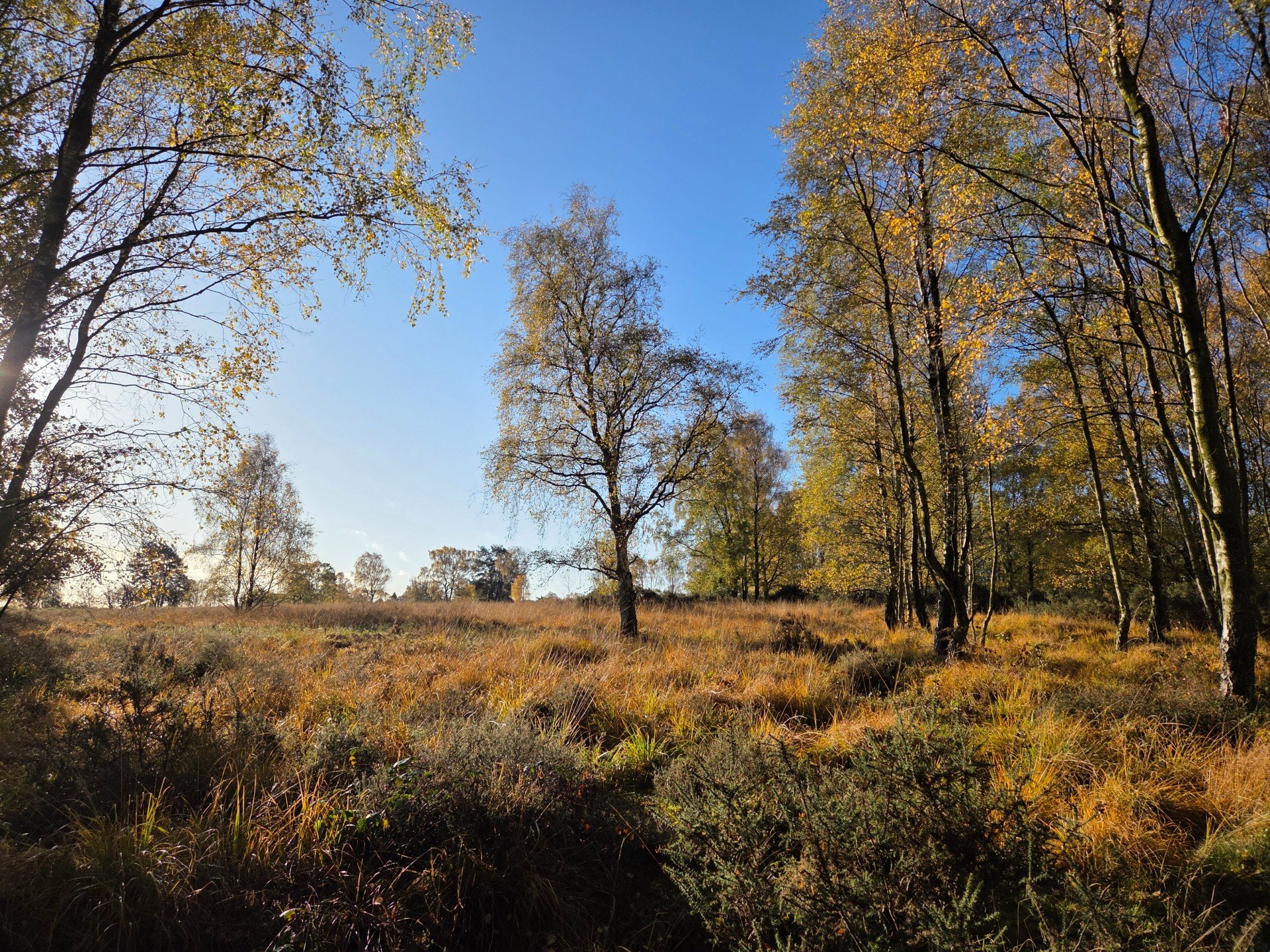 Orange and yellow autumn trees across the Cannock Chase woodland landscape