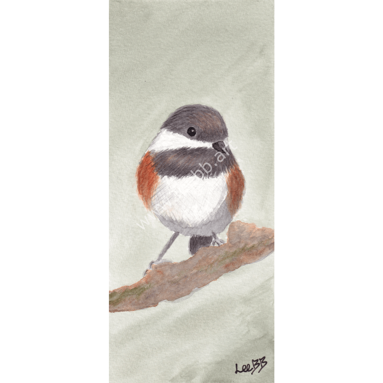 Chestnut Backed Chickadee - Web - Watermarked.png
