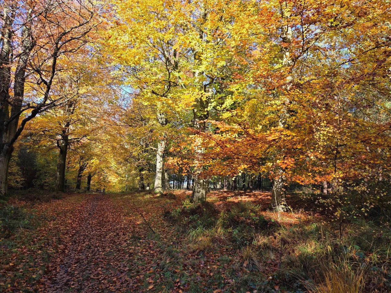 Golden autumn leaves covering a woodland pathway on Cannock Chase, Staffordshire