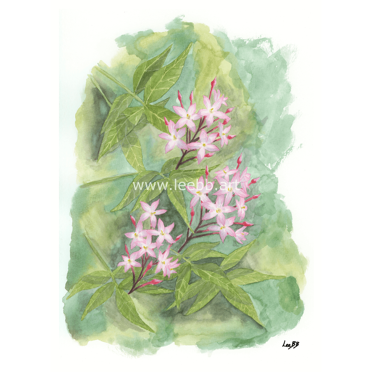 Pink Jasmine - Web WM (1).png