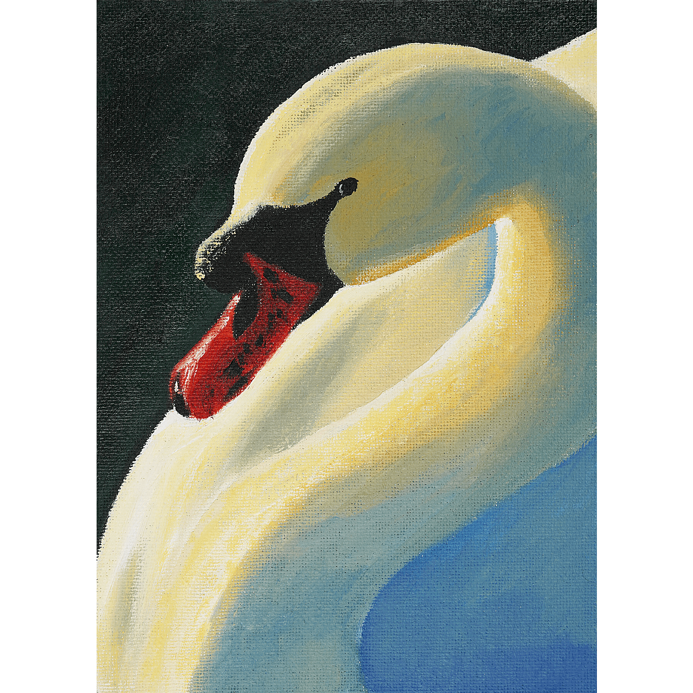 Swan – Resting Grace