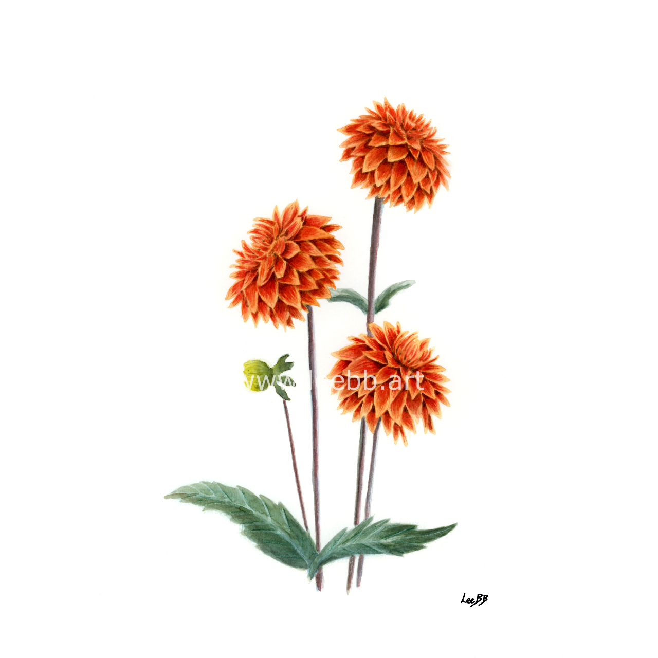 Dahlia - Web WM.png