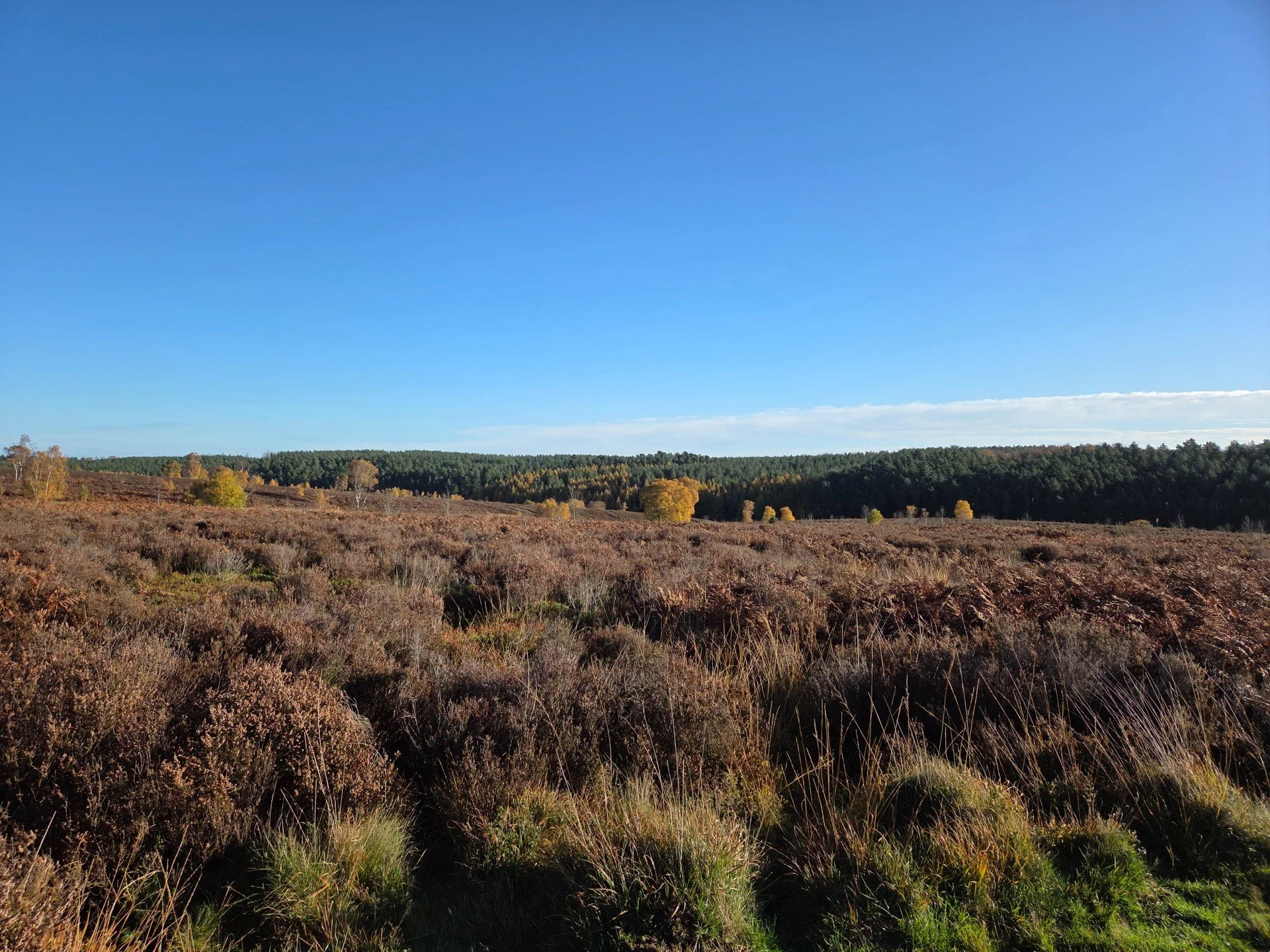 Open Cannock Chase heathland with autumn vegetation and sunshine beneath a blue sky