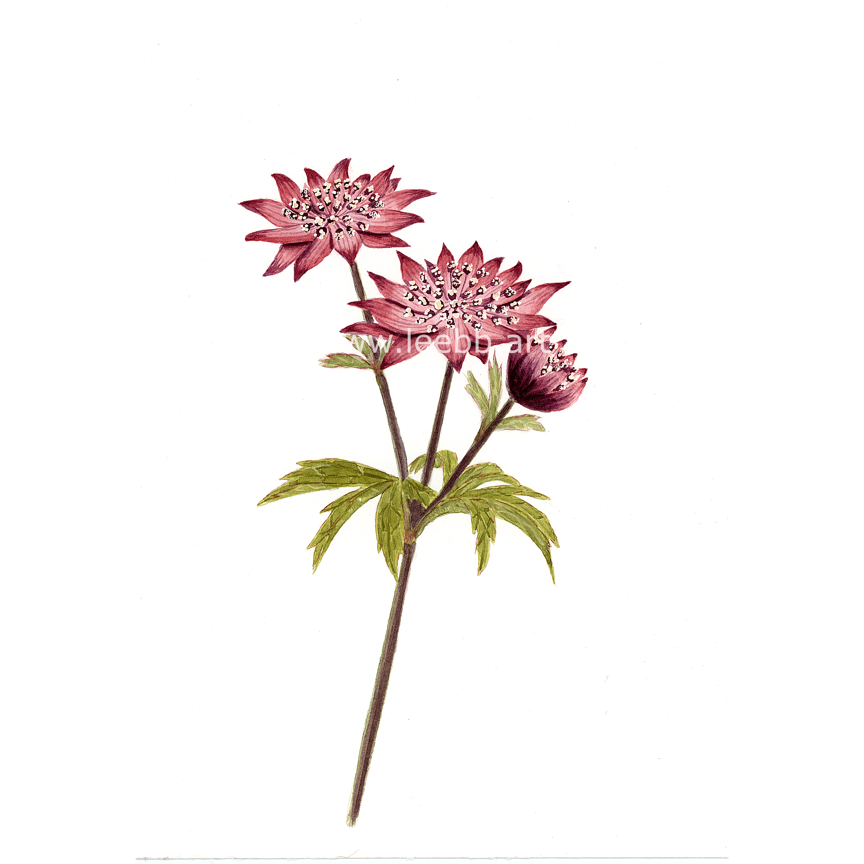 Astrantia – Limited Edition Botanical Print