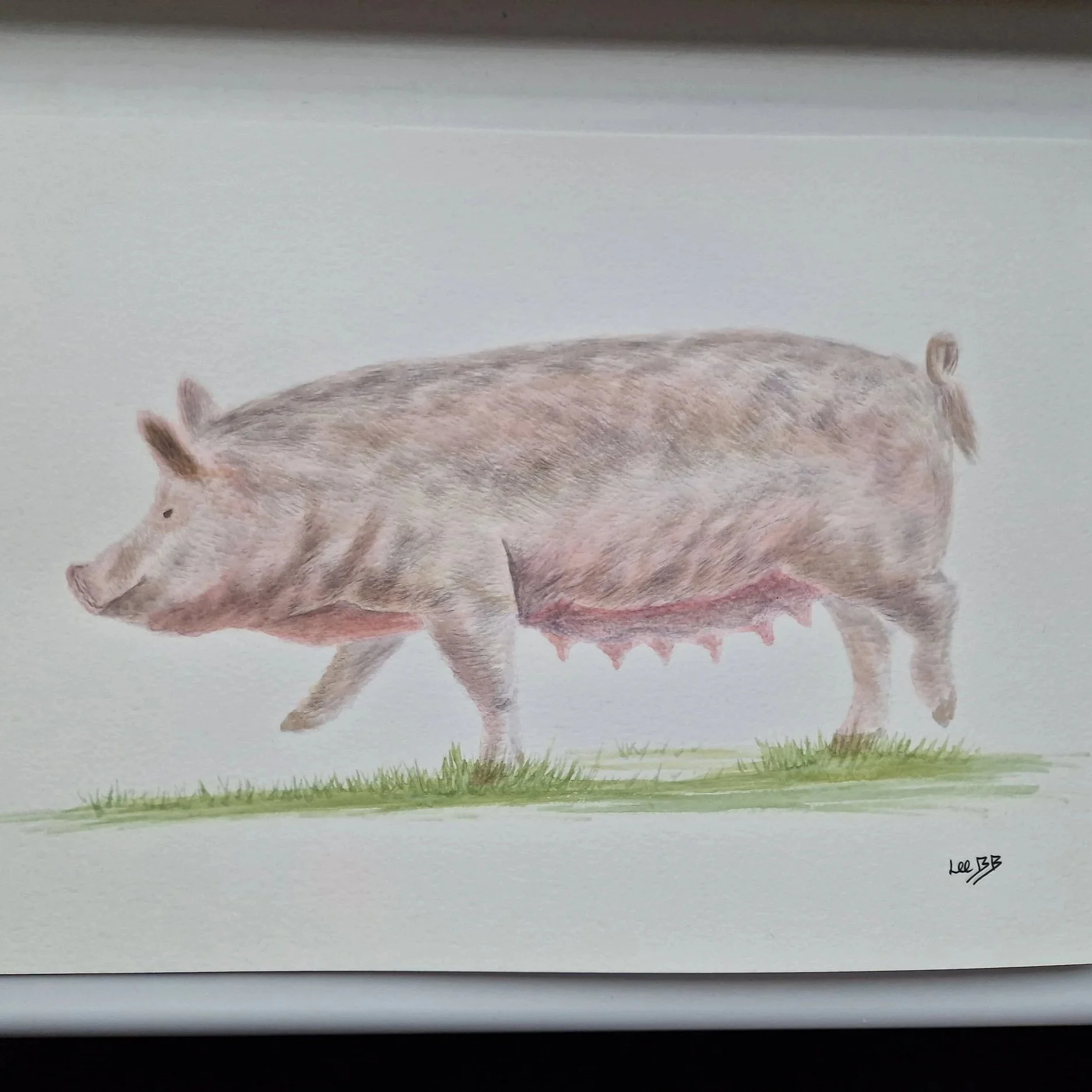 Sow countryside art print watercolour by LeeBB Art