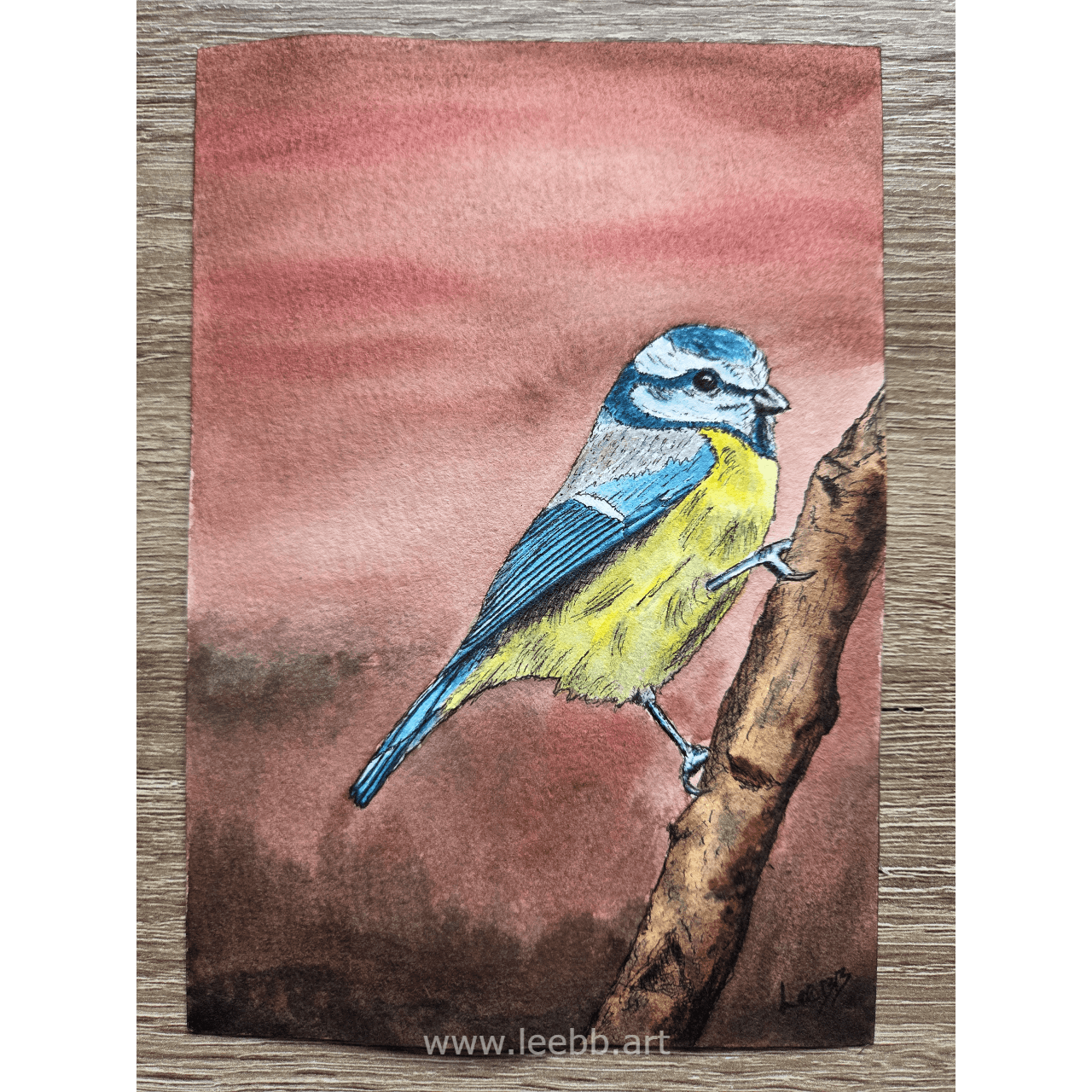 Blue Tit – Evening Perch (Original)