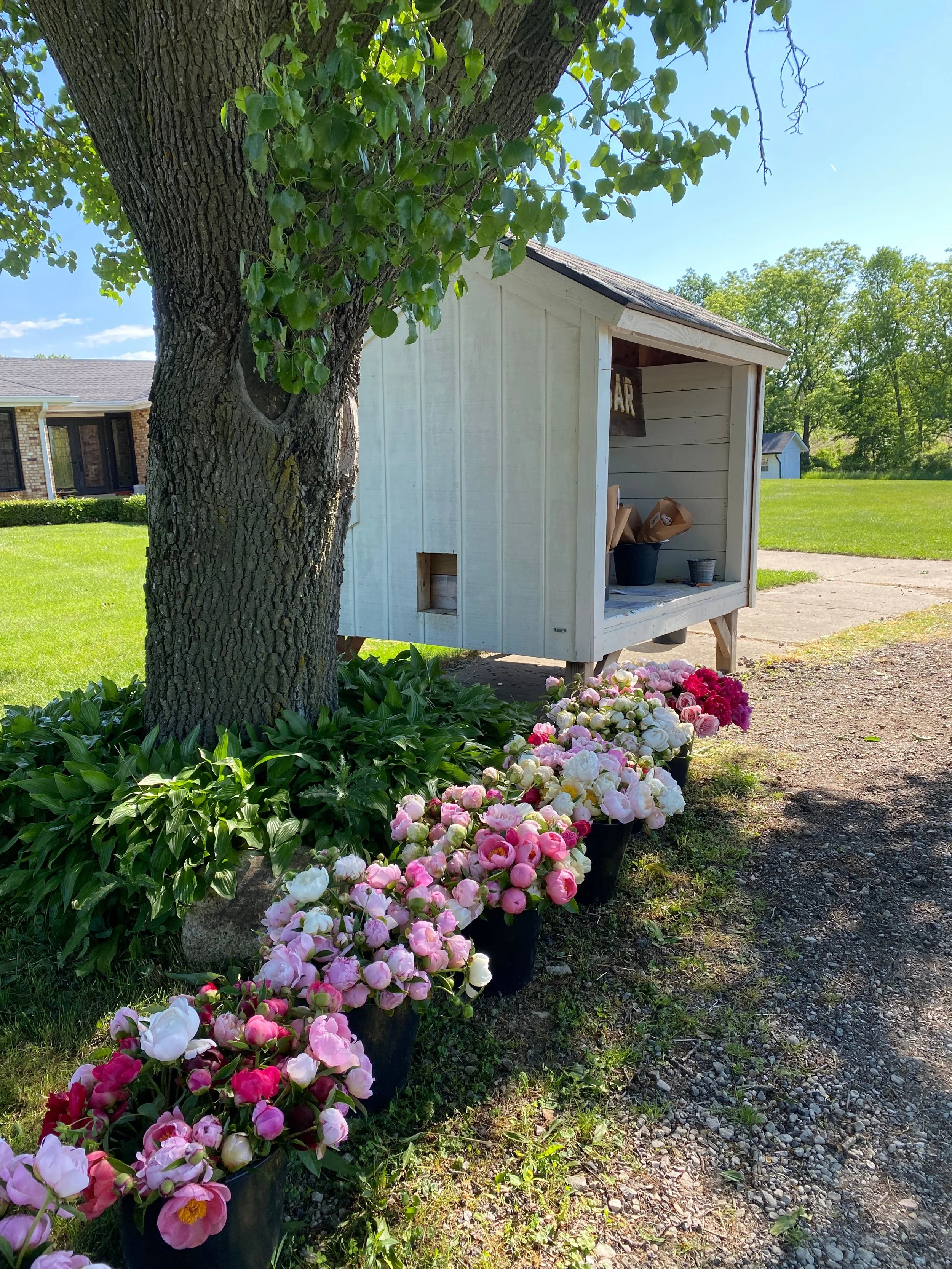 Peony Farming Profits and Expenses — Lynsey Taulbee