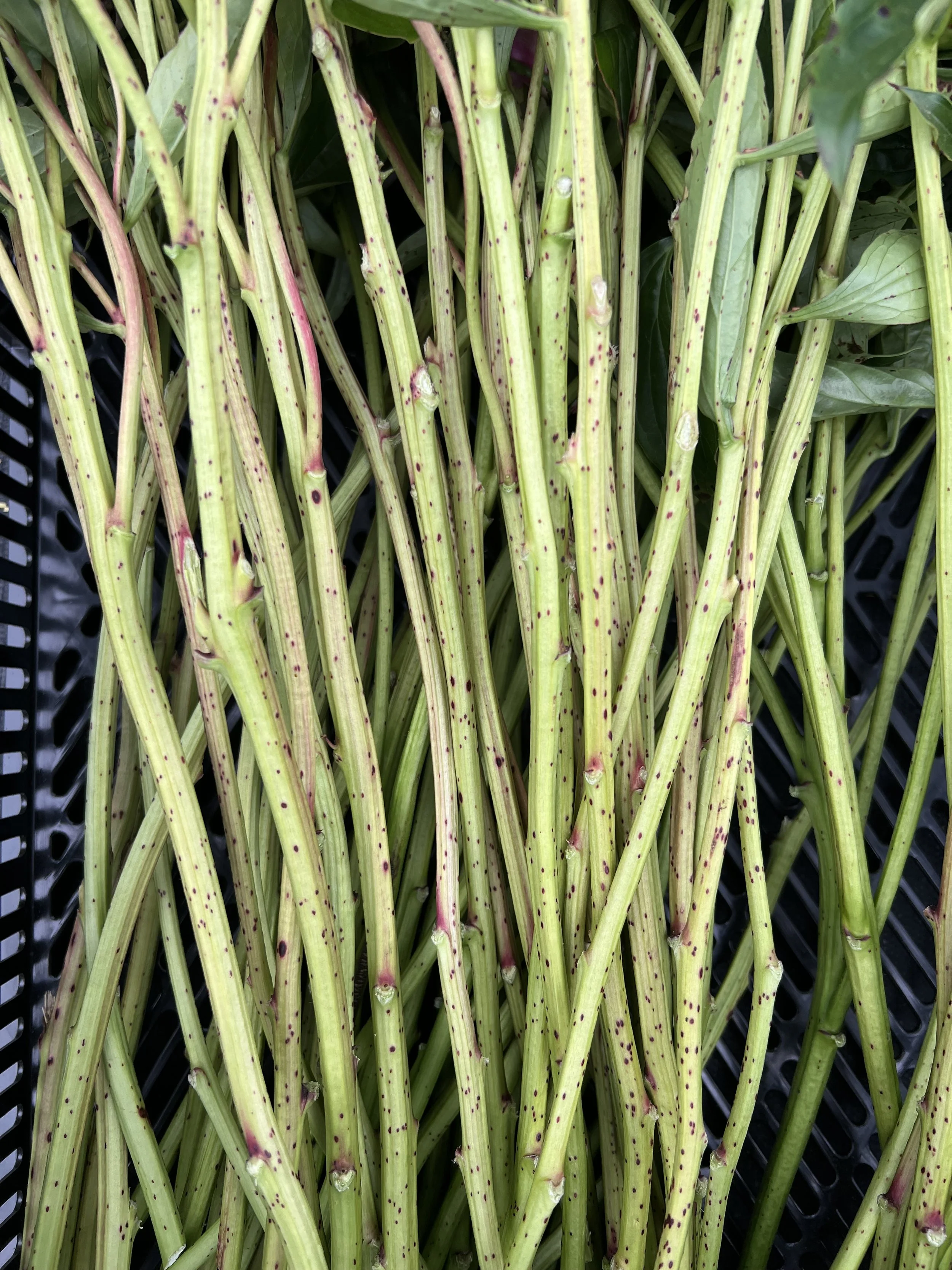 How I’m Fighting Botrytis on My Peony Farm This Season