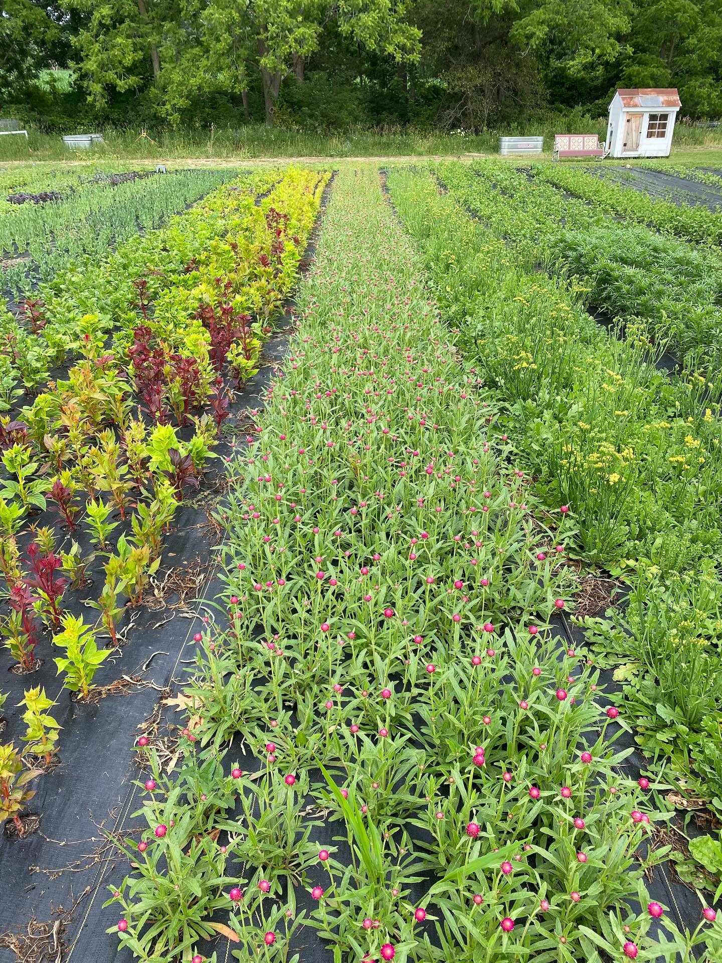Think you&rsquo;re supposed to just wait until your flowers bloom?

That&rsquo;s the biggest misconception I see this time of year.

Growers feel like they&rsquo;re in limbo&mdash;watching and waiting, hoping for blooms so they can finally start sell