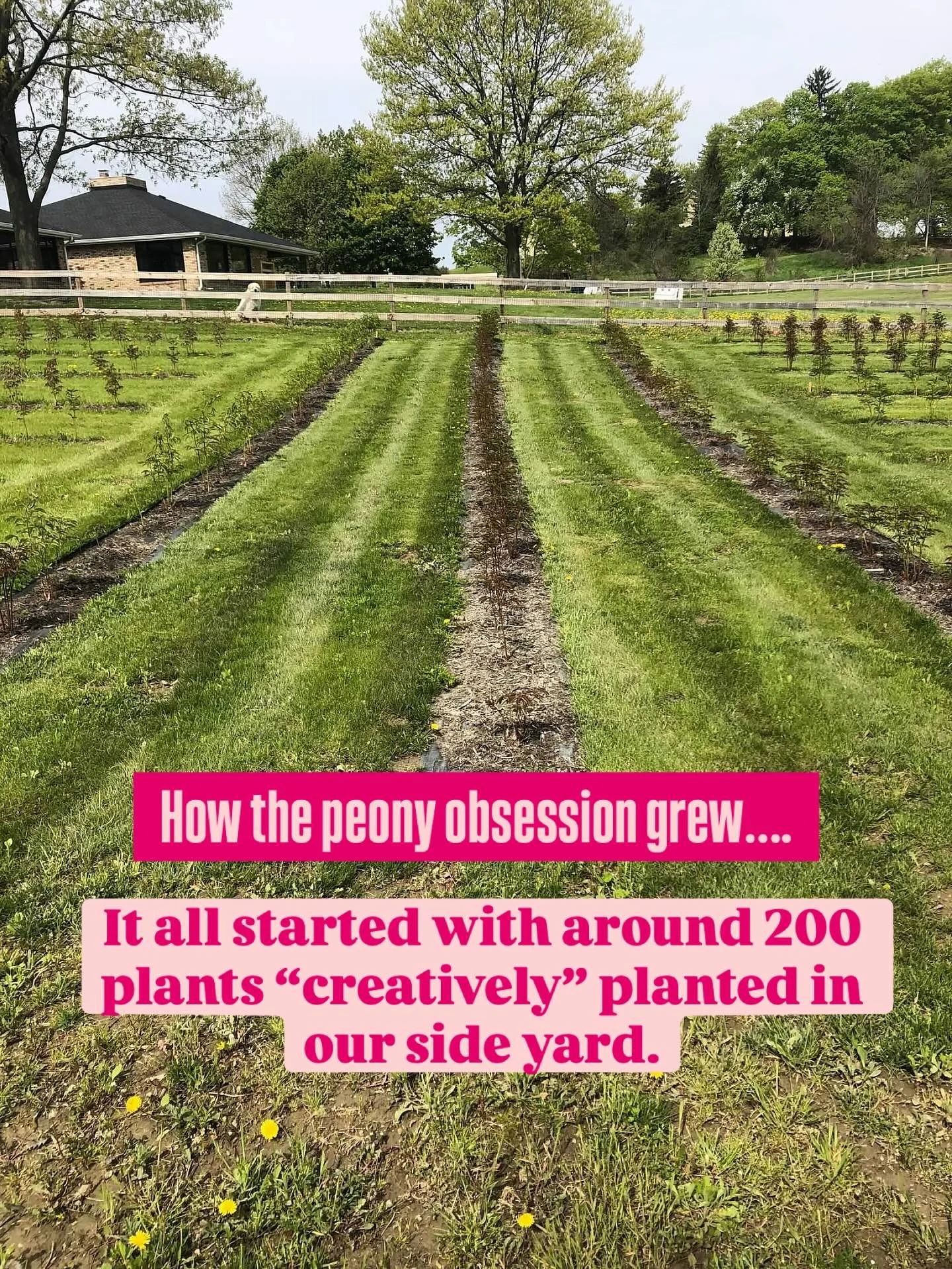 When I grew my first flower in 2017, I never could have imagined that this is where we&rsquo;d be now.

I spent 5 or so years building a thriving flower farm that offered all the flowers over the longest season I could create.

Realized that&rsquo;s 