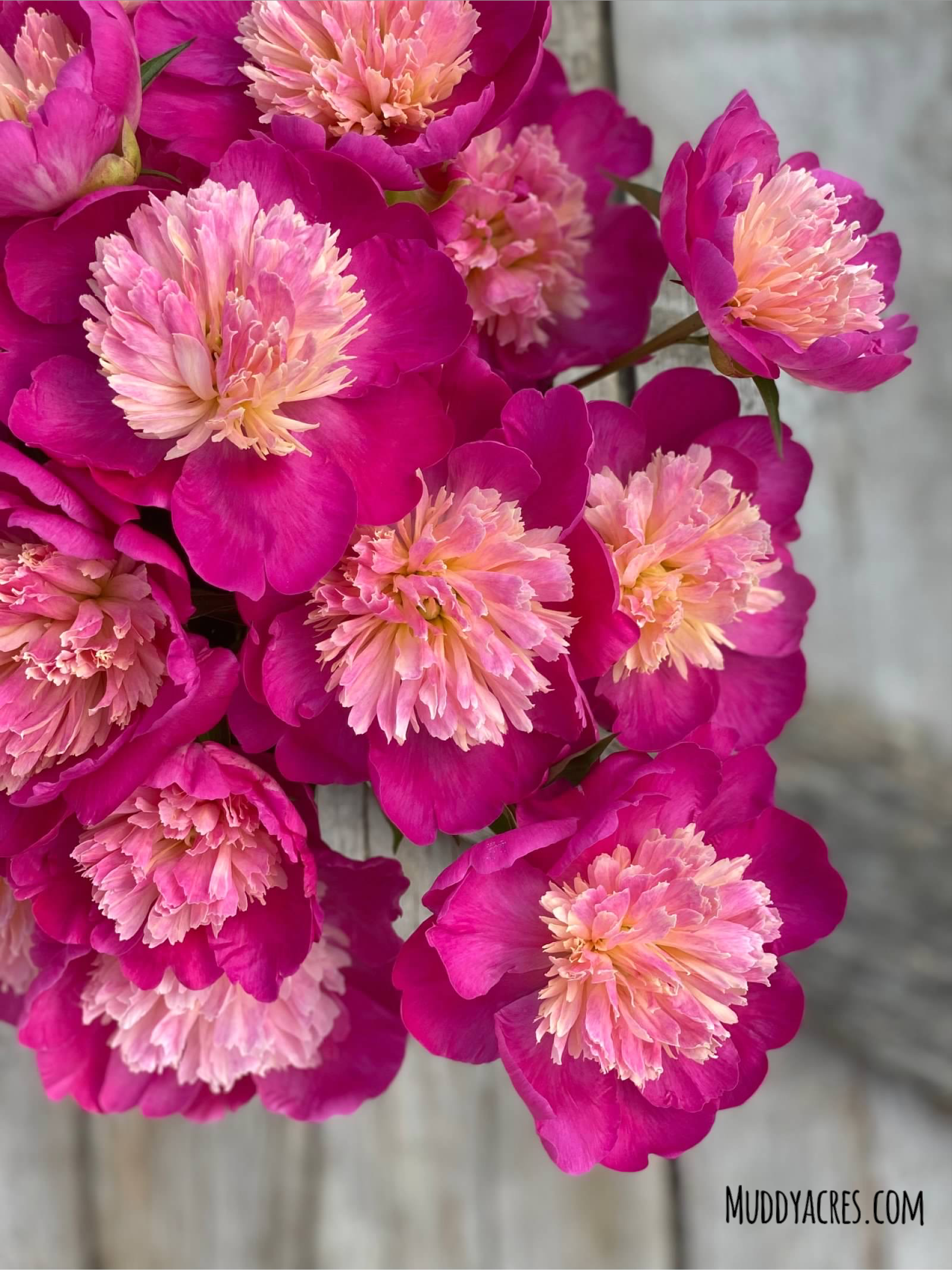 How a Simple BOGO Promo Generated $39K…So Far