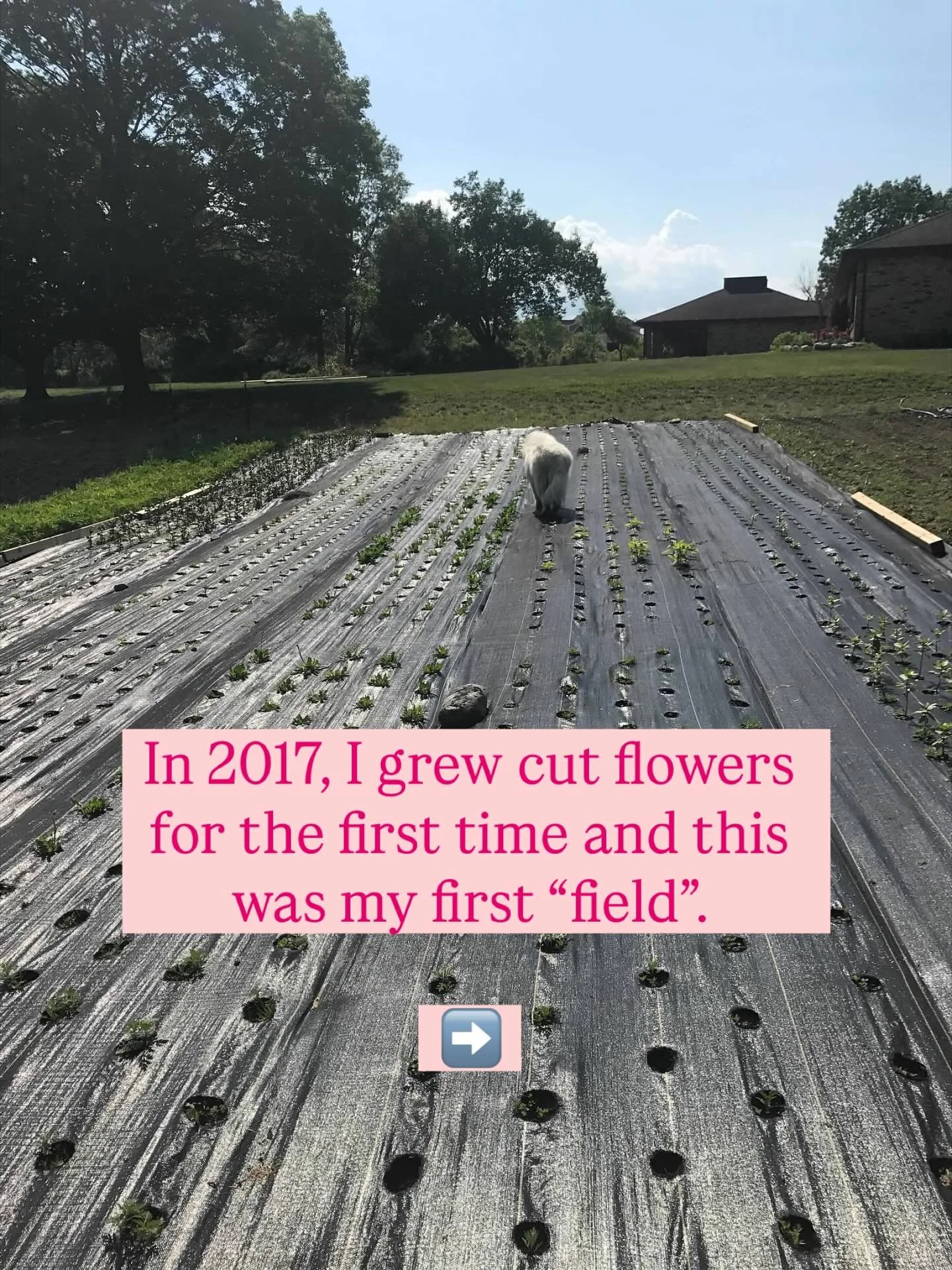 Welcome to the Black Friday Week of Deals where you&rsquo;ll find a crazy discount each day! Comment BF to learn more about today&rsquo;s deal!!!