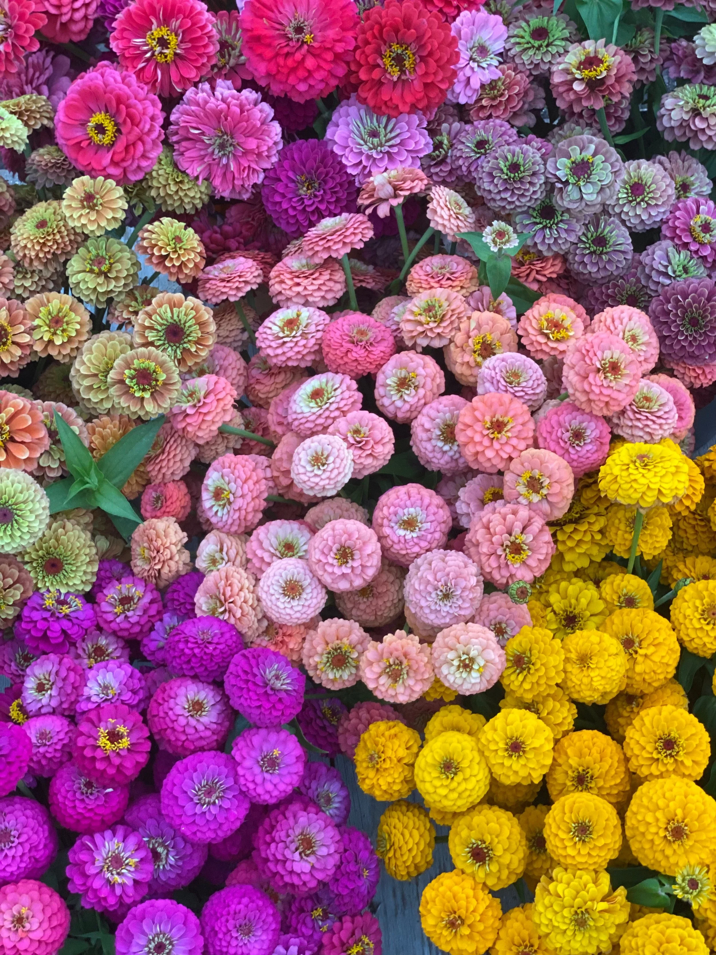 Three Must-Grow Zinnia Varieties 